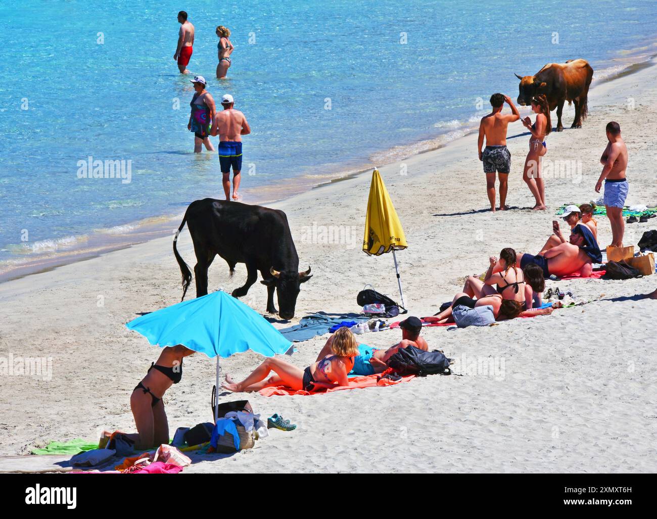 Hausrinder (Bos primigenius f. taurus), Stiere und Touristen am Strand von Lotu in der Nähe der Stadt Saint Florent, Frankreich, Korsika, Agriates, Saint Stockfoto