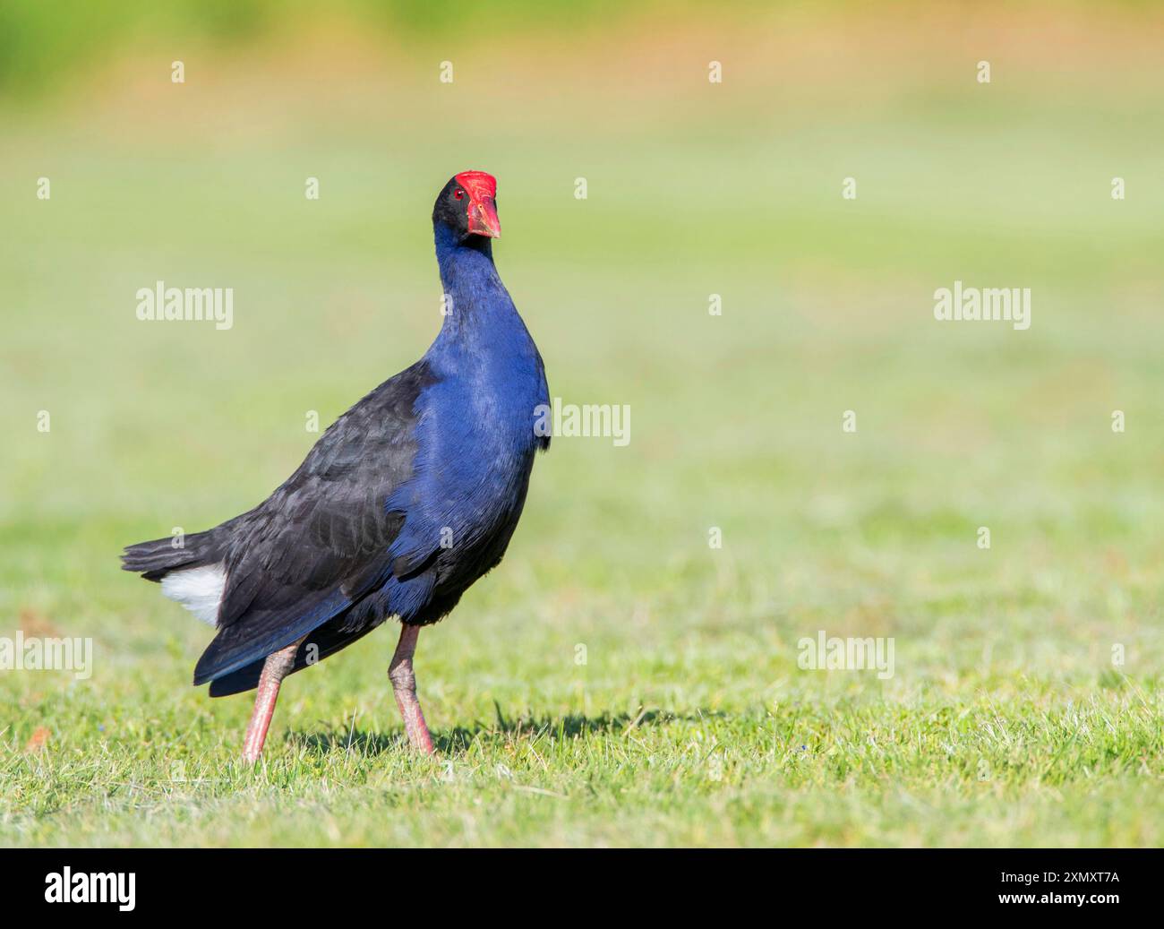 Australasischer Sumpf, Purpurswamphen, Pukeko (Porphyrio melanotus melanotus, Porphyrio melanotus, Porphyrio porphyrio melanotus), Spaziergang auf einem Rasen, Stockfoto