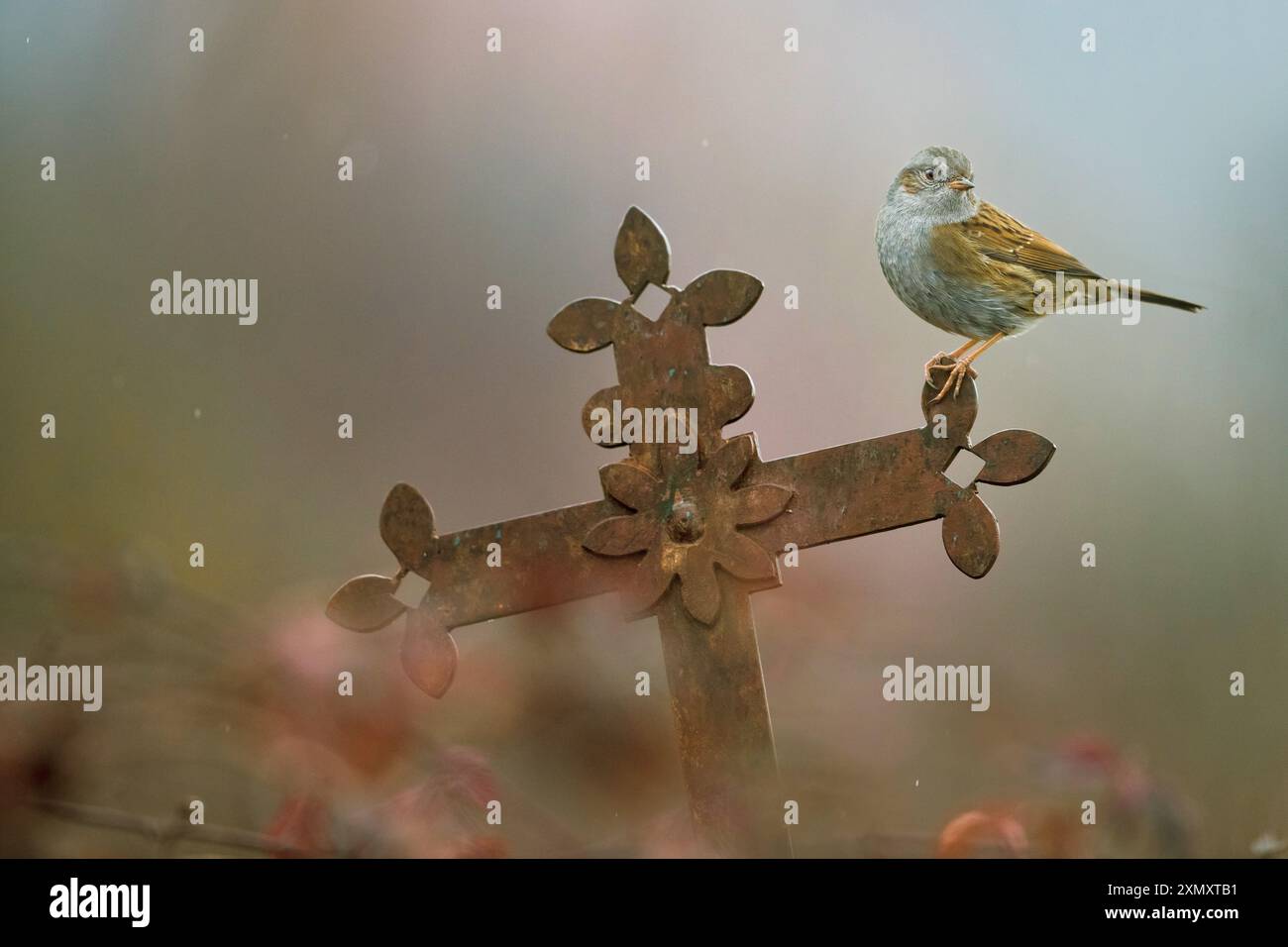 Dunnock, Hedge accentor, Hedge Spatrow, Hedge Sebler, Titeln (Prunella modularis), auf einem Grabkreuz aus Kunstguss, Italien, Toskana, Pi Stockfoto