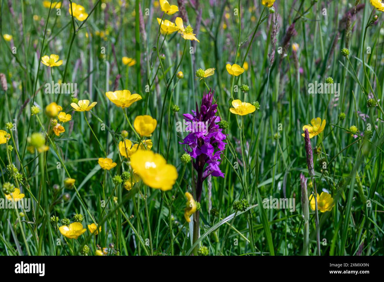 Frühe Purple Orchidee (Orchis mascula), Wiesen-Schmetterlinge (Ranunkulus acris) und Gräser in einer farbenfrohen, Devon, Sommer- und Wildblumenwiese. Stockfoto