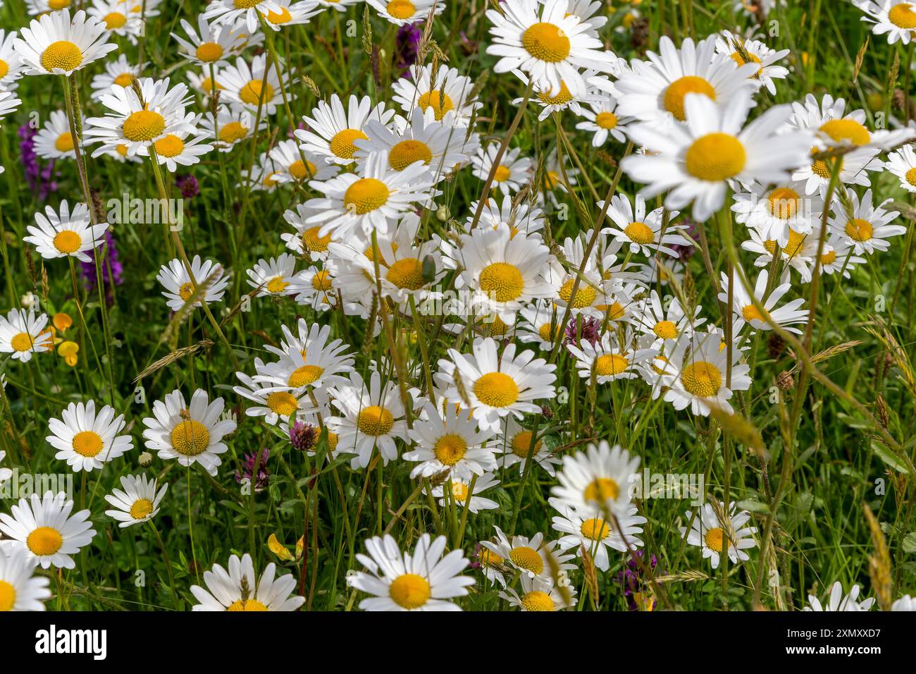 Blick auf die farbenfrohe Devon Wild Flower Meadow an einem Sommertag. Stockfoto Blick auf die farbenfrohe Devon Wild Flower Meadow an einem Sommertag. Stockfoto