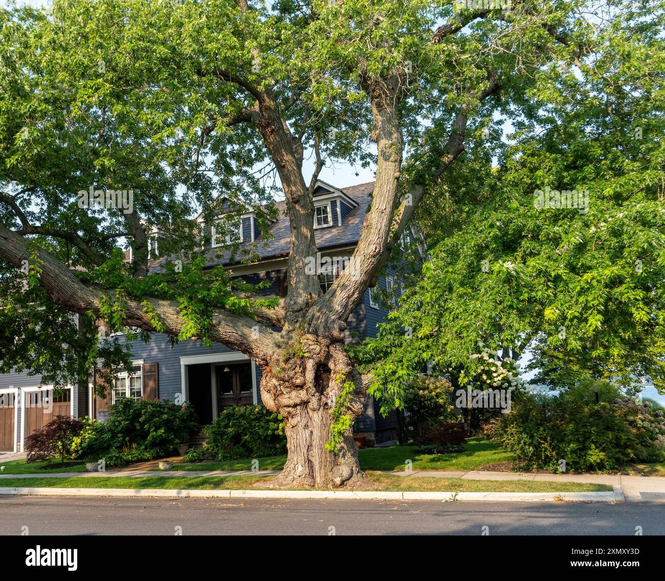 Großer alter Baum im Dorf Greenport, NY Stockfoto