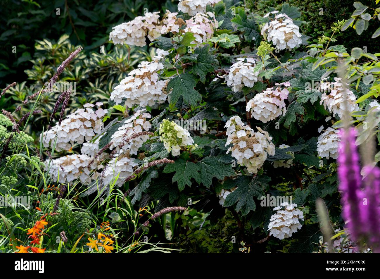 Hortensie Quercifolia Schneekönigin, Eichenblatt, Hortensie, Hortensie. Stockfoto