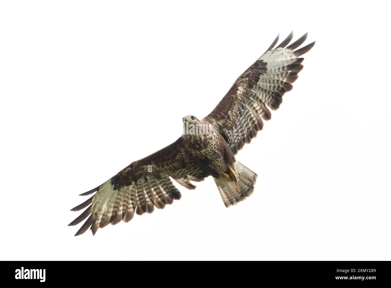 Gemeiner Bussard (Buteo buteo) im Juli 2024 in Norfolk Stockfoto