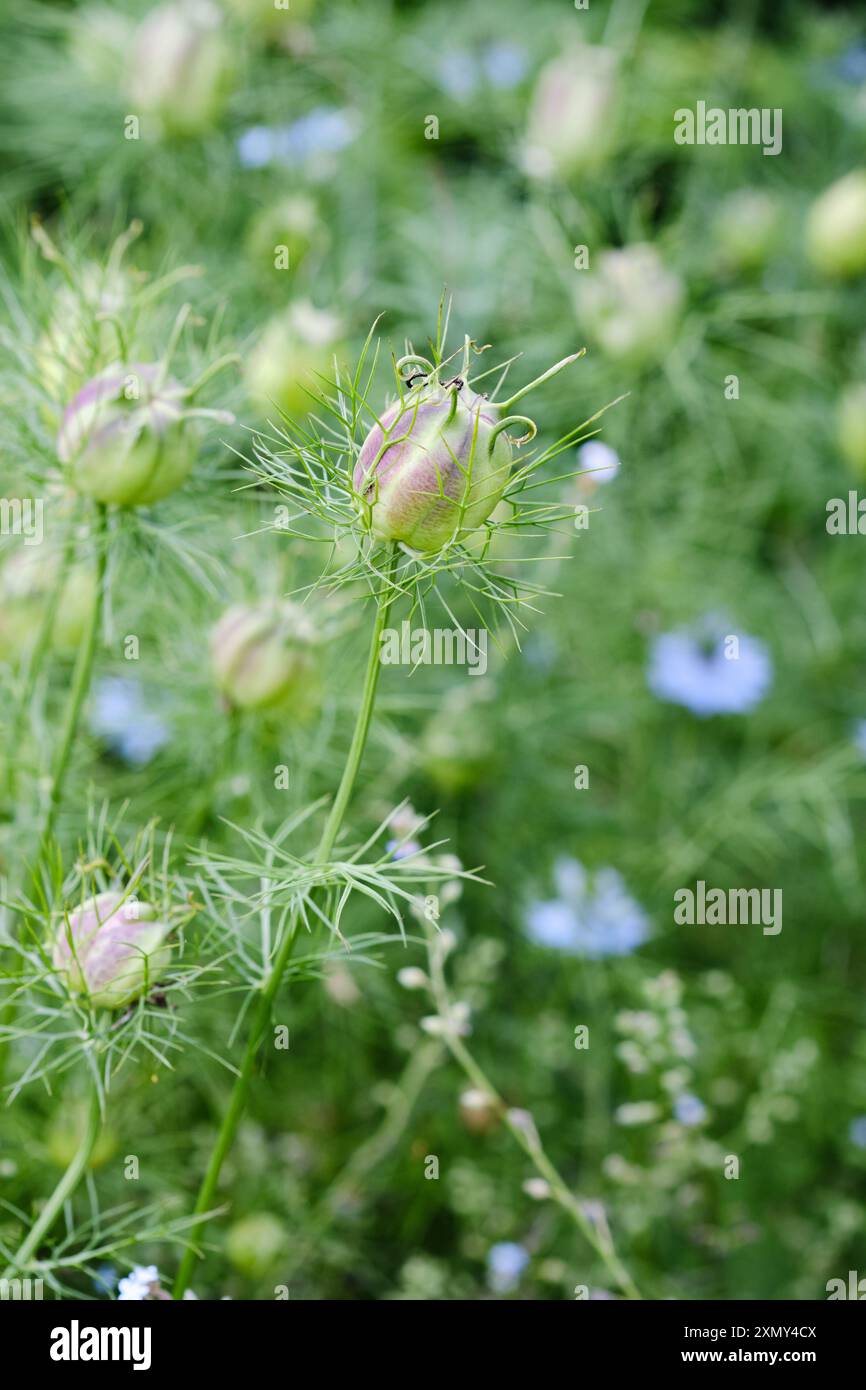 Love in the Mist Blumenköpfe entwickeln sich in einem Blumenbeet eines englischen Gartens, Großbritannien. Stockfoto