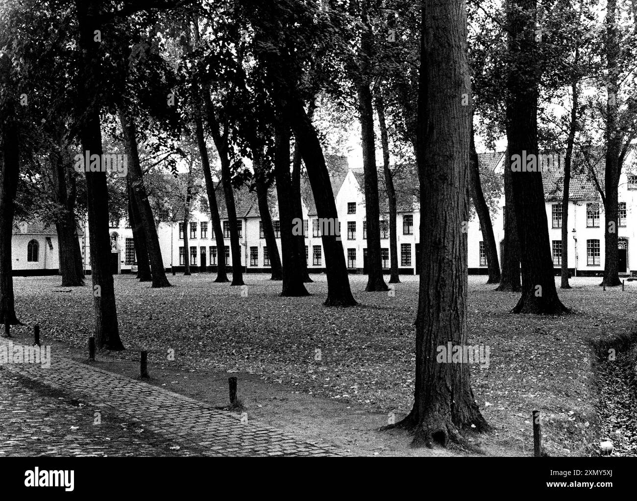 Bäume und Häuser in Brügge, Belgien Stockfoto