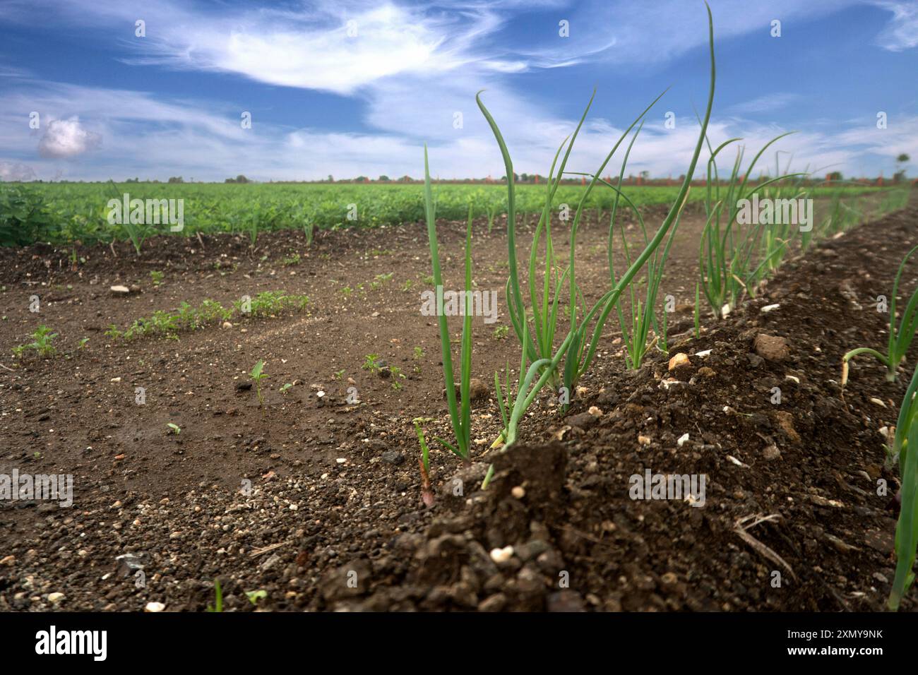 Das Wesen der nachhaltigen Landwirtschaft wird in diesem Bild festgehalten: Junge Zwiebelpflanzen brechen durch nährstoffreichen Boden. Der bewölkte Himmel fügt eine dra hinzu Stockfoto
