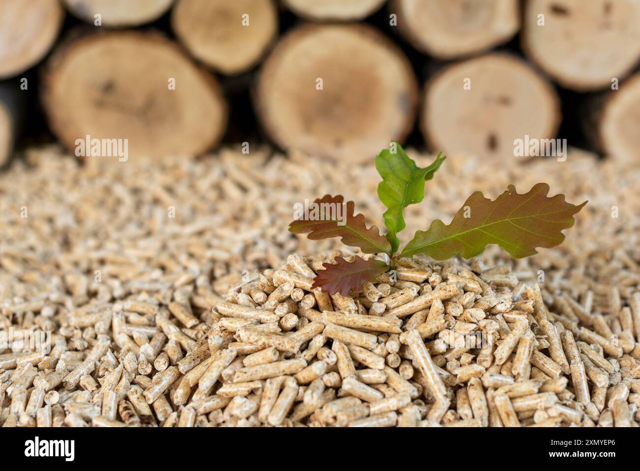 Ein Stapel hochwertiger Eichenpellets vor einer Holzwand. Stockfoto