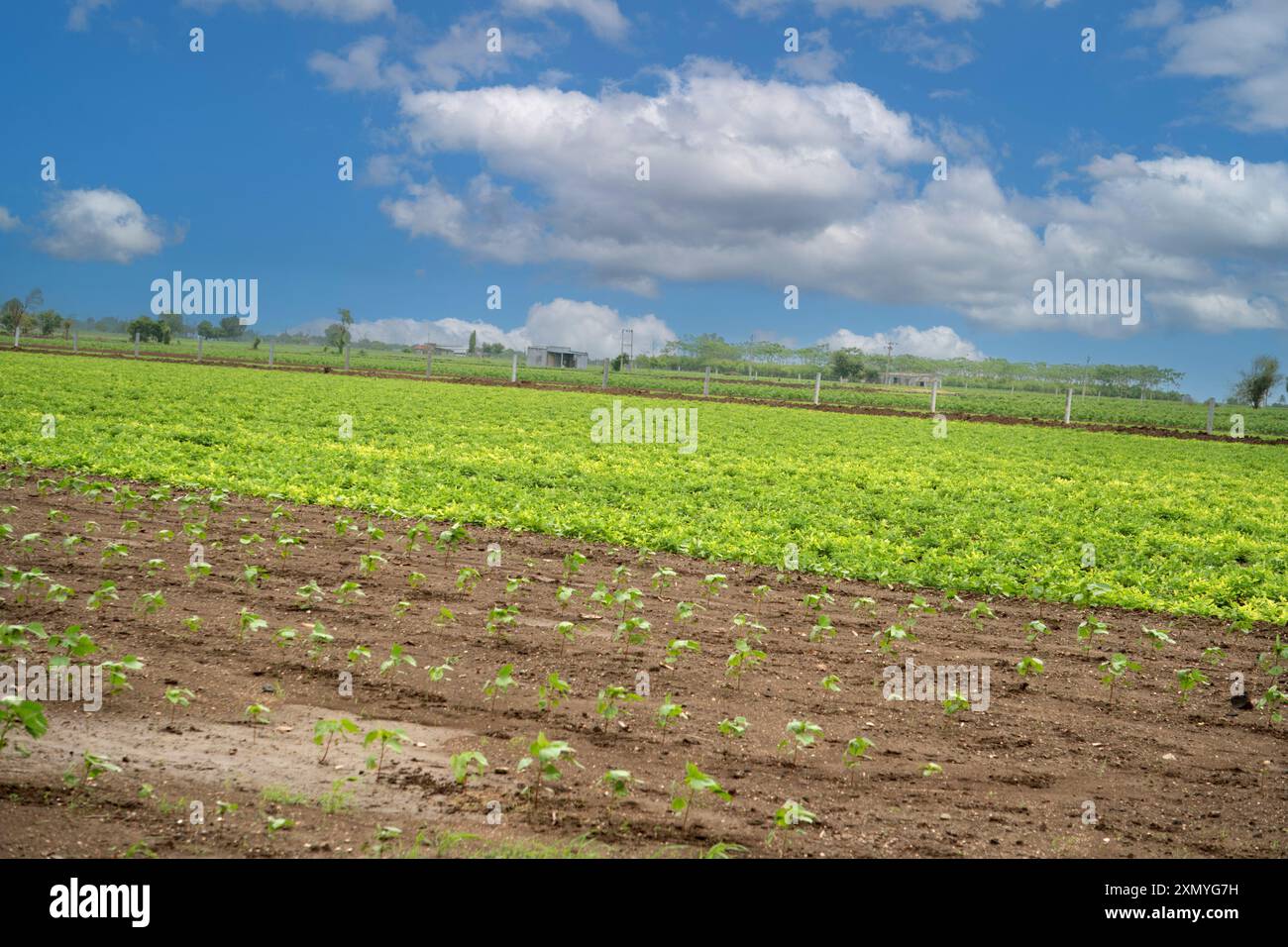 Entdecken Sie den Kern der nachhaltigen Landwirtschaft mit diesem bezaubernden Bild, das gut organisierte Reihen jugendlicher Kulturen zeigt, die sich zum Horizont hin erstrecken. Die Stockfoto