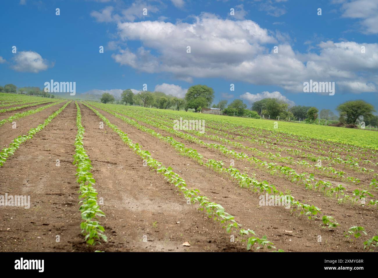 Entdecken Sie das Herz der nachhaltigen Landwirtschaft mit diesem fesselnden Bild, das hübsche Reihen junger Kulturen zeigt, die sich bis zum Horizont erstrecken. Der Kontrast b Stockfoto