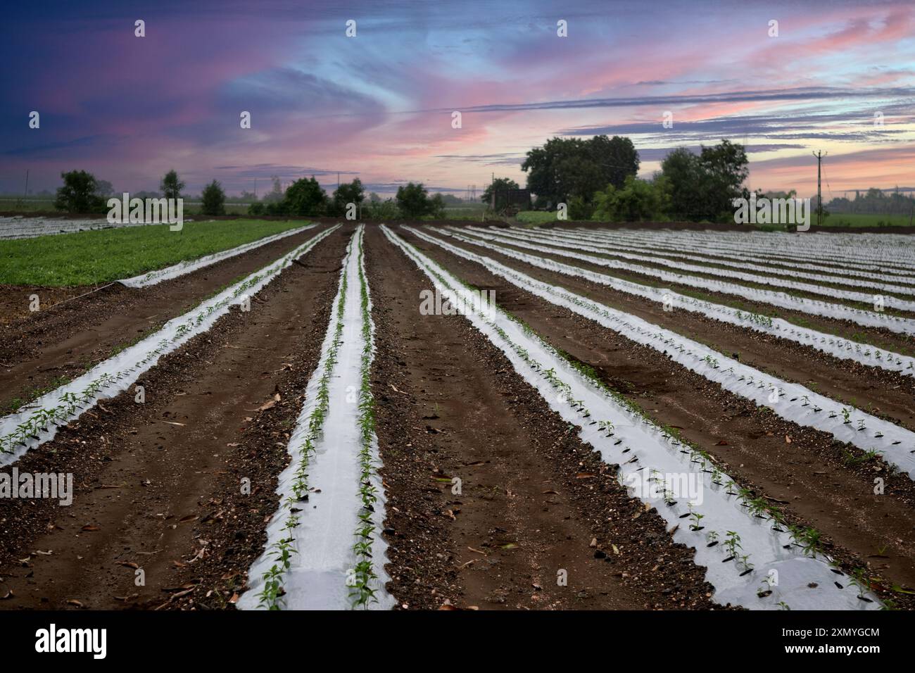 Erleben Sie die Verschmelzung von Erbe und Fortschritt durch diesen fesselnden Anblick des roten Chilianbaus in der Abenddämmerung. Die weißen Mulchreihen erzeugen einen Streifen Stockfoto