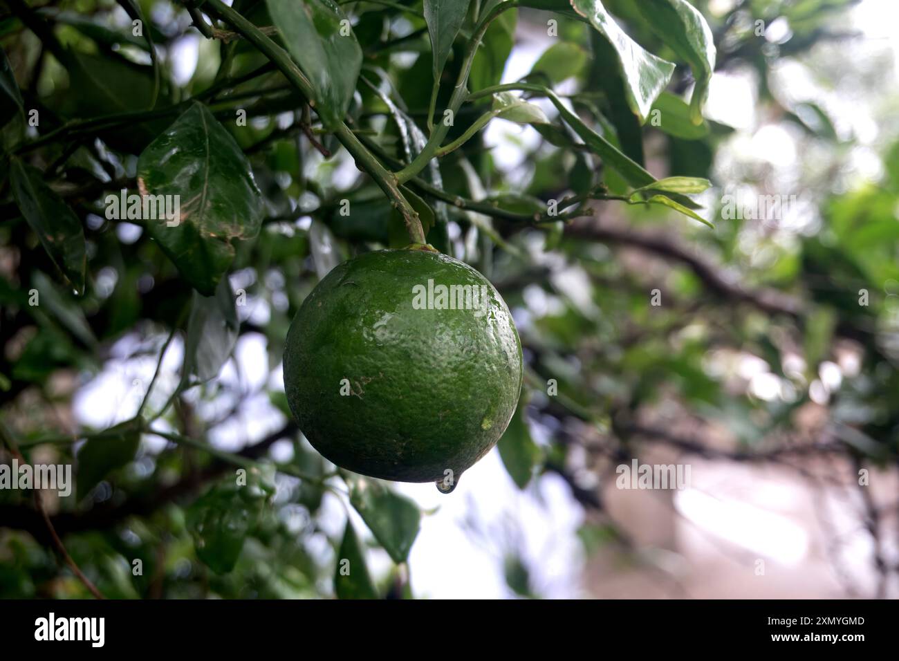 Frisches Zitronenfrucht mit Tautropfen auf üppigem Baumzweig, erfassen Sie das Wesen der Natur mit diesem lebendigen Stockbild mit einer Reifen Zitronfrucht, die verziert ist Stockfoto