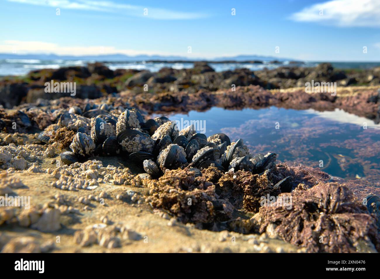 Muscheln Surround Tide Pool Botanical Beach BC. Runder Gezeitenpool, der in das felsige Schelfeige am Botanical Beach mit Muscheln an seinem Rand gehauen wurde. Nahe Por Stockfoto