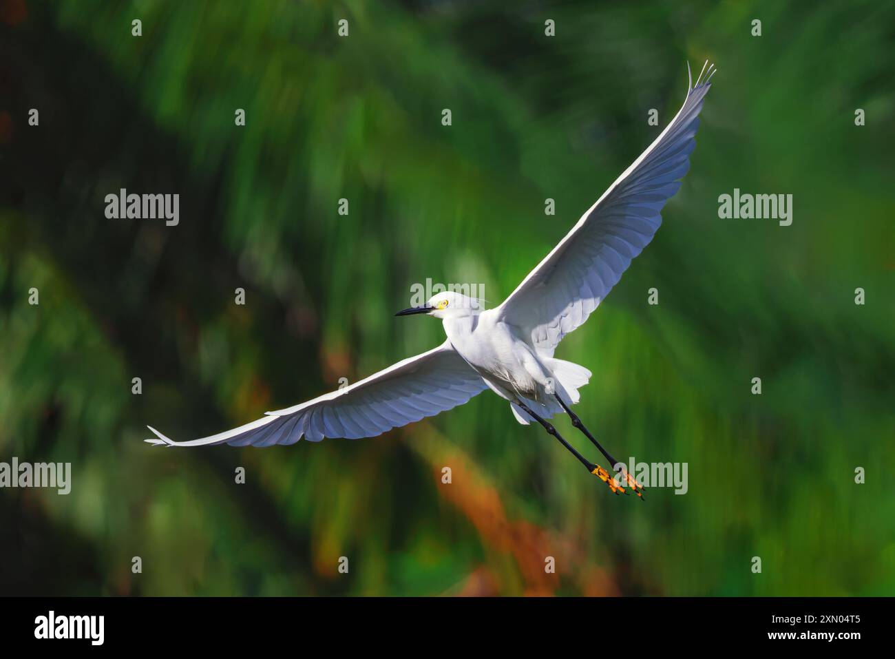 Weißer Reiher im Flug über den wunderschönen Wassersee, im tropischen Naturhintergrund Stockfoto