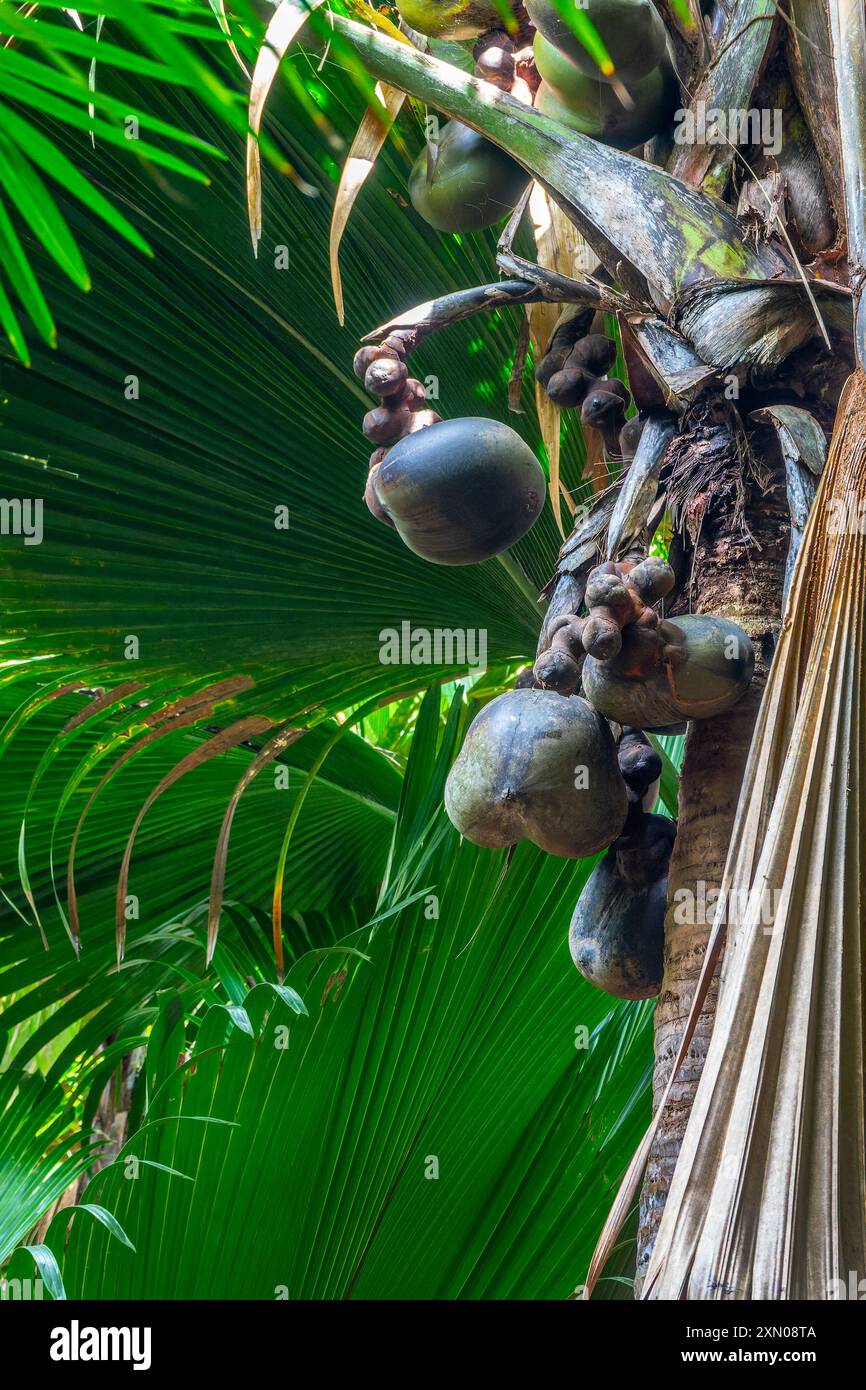 Coco de Mer Baum (Meereskosnuss) mit seinen Früchten auch Love Coconut, Coco-fesse, Vallée de Mai, Seychellen genannt Stockfoto