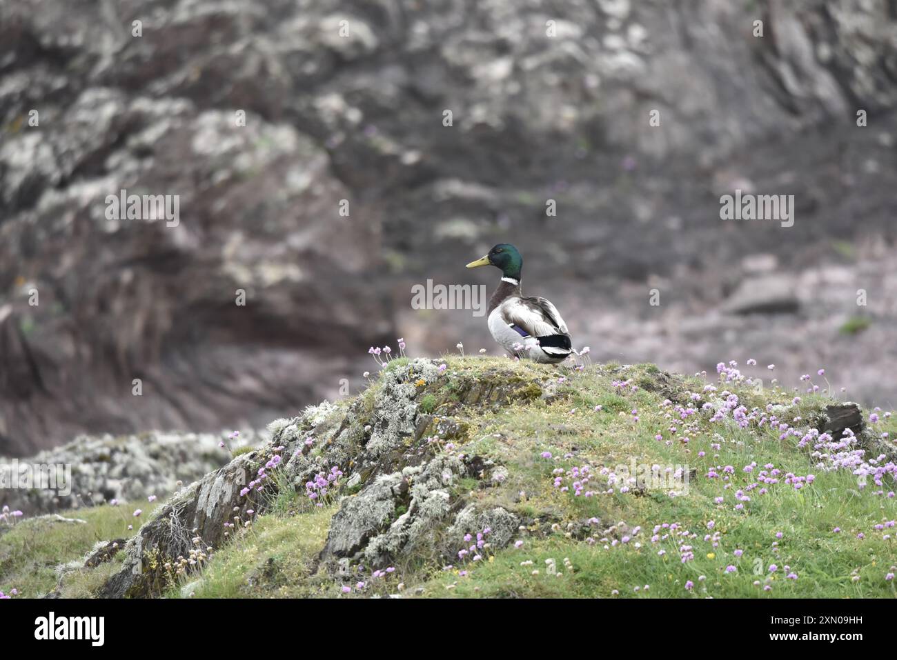 Hinten und links Ansicht eines männlichen Mallard (Anas platyrhynchos) auf Grassy Rocks mit Blick auf die Küstenklippen auf der Isle of man, Großbritannien im Sommer Stockfoto