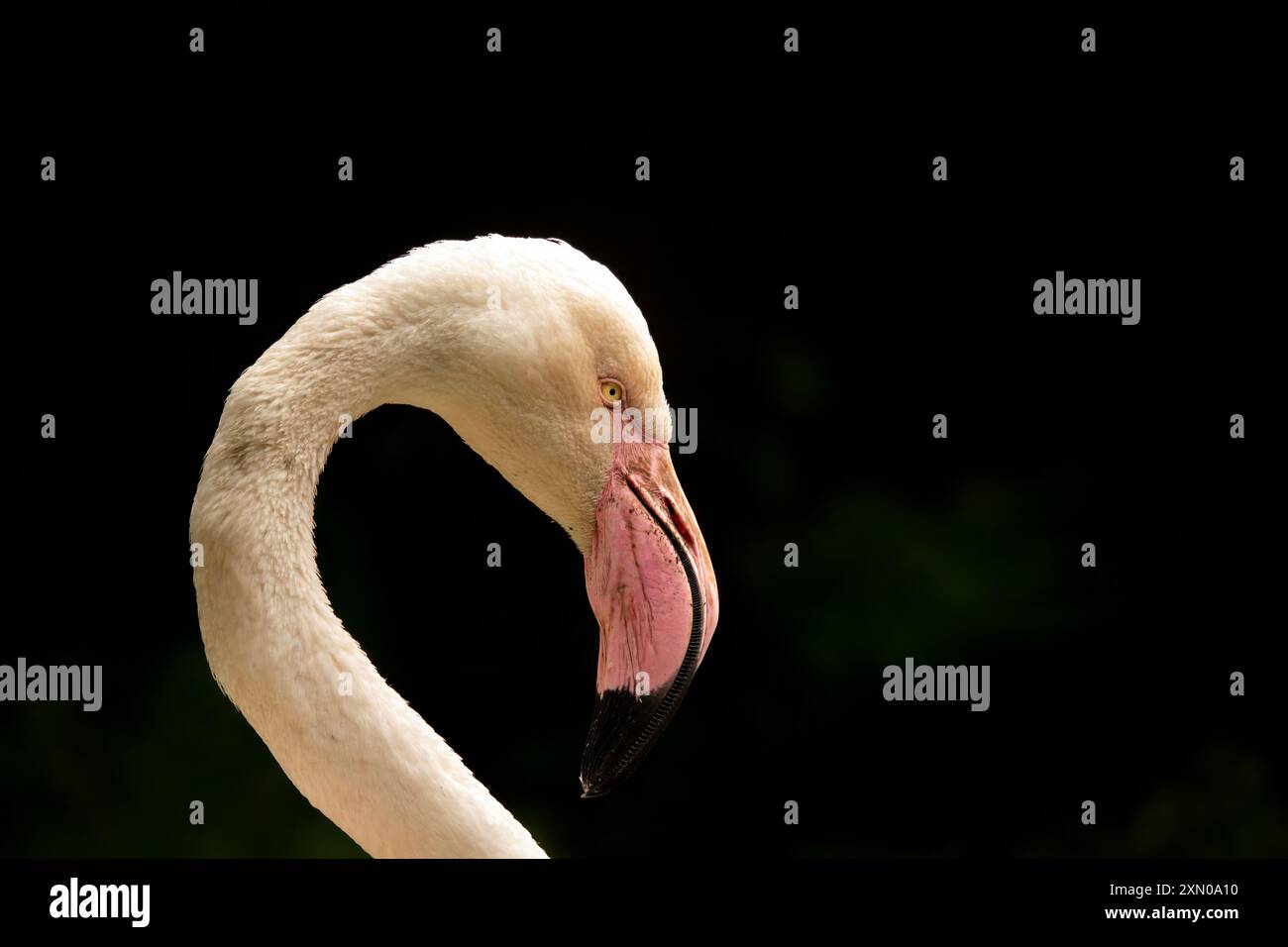 Flamingo Kopf- und Halsdetail. Rosafarbene Flamingofeder und Augenmuster. Großer Flamingo, Phoenicopterus roseus, Nahaufnahme. Exotischer Vogel im ZOO. Wildli Stockfoto