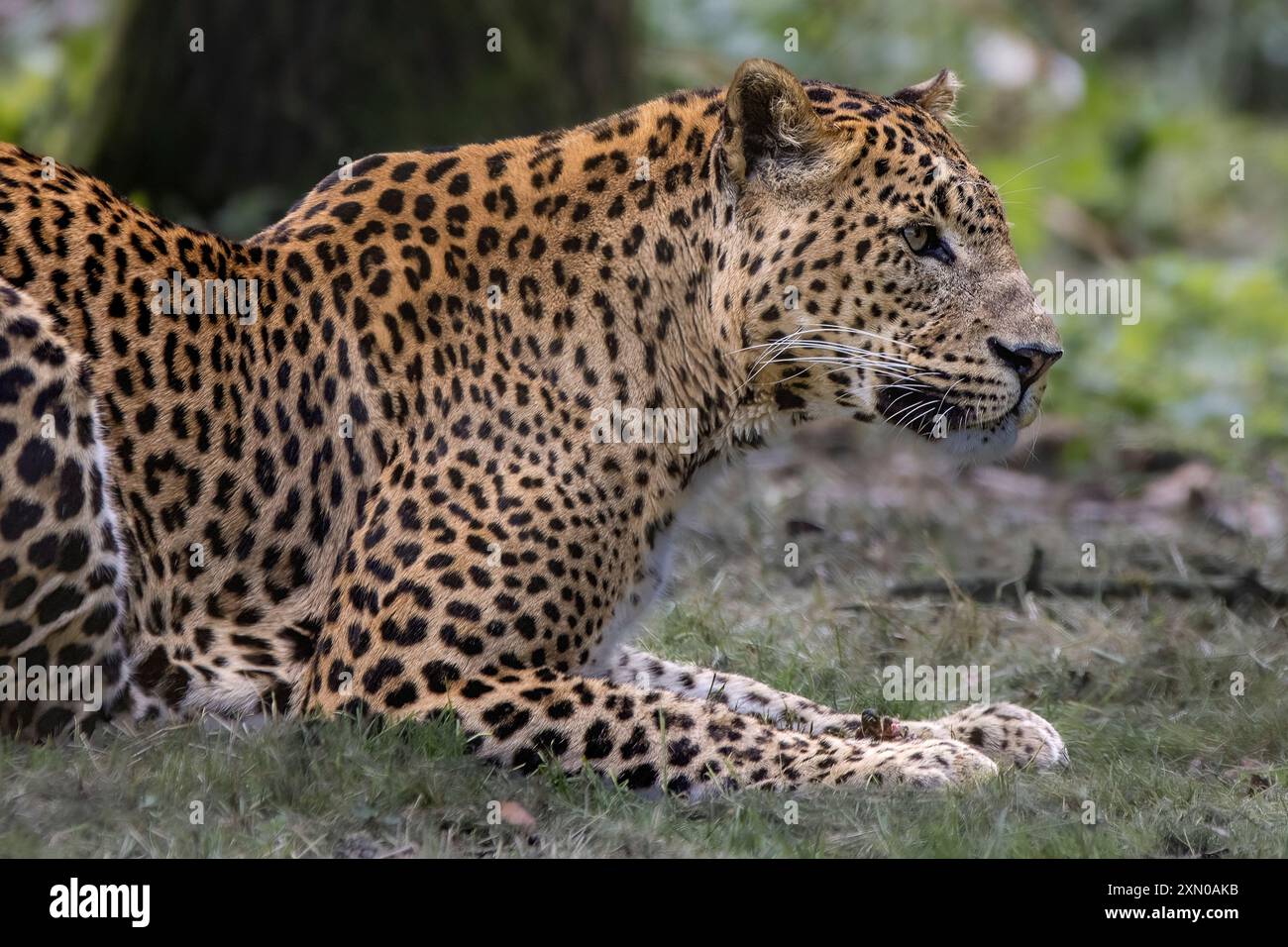 Sri Lanka leopard Stockfoto