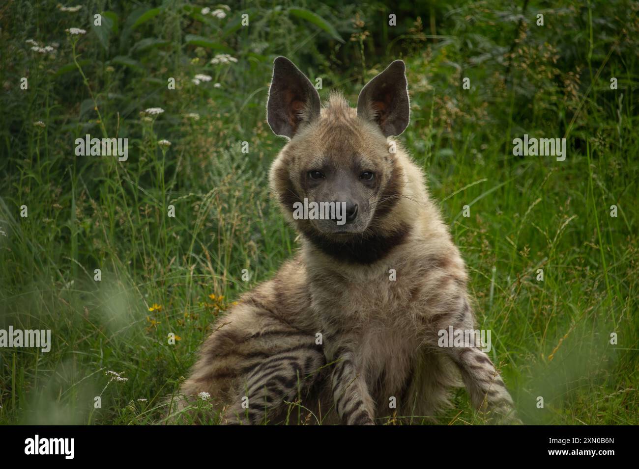 Gestreiften Hyäne (zerbeissen zerbeissen) mit breiten Kopf und dunklen Augen Stockfoto