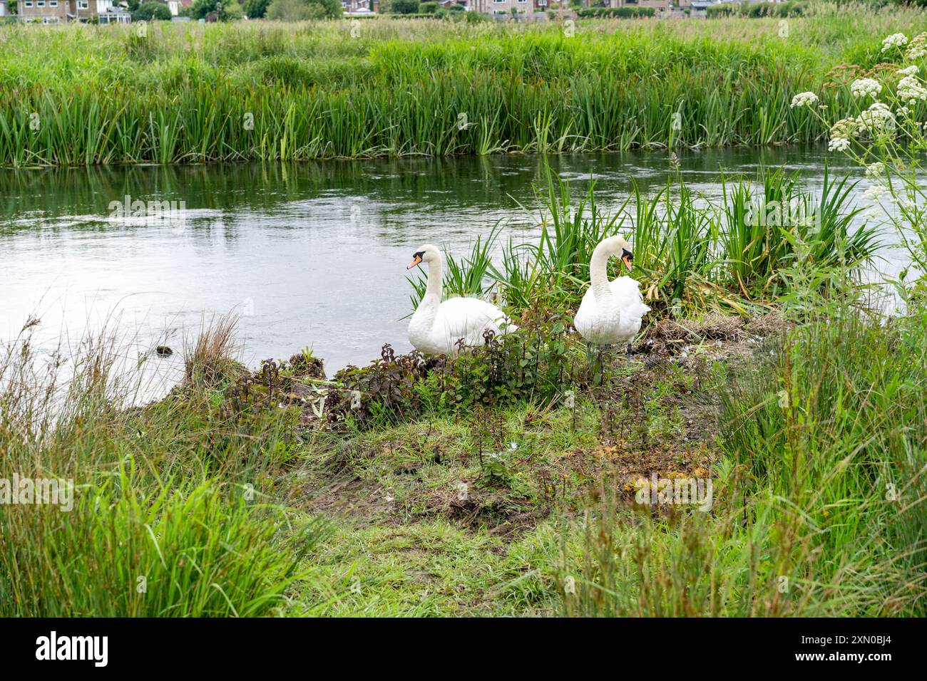 Zwei Schwäne neben einem Fluss Stockfoto
