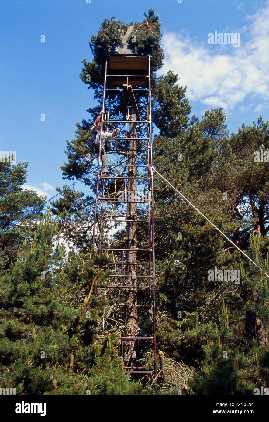 Tower Hide zum Fotografieren von Fischadeln (Pandion haliaetus) in einem Nest in einer schottenkiefer (Pinus sylvestris) Morayshire, Schottland, Mai 1999 Stockfoto