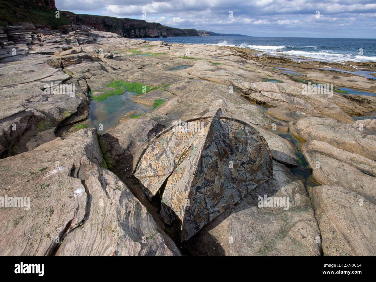 Tragbares Segeltuch für das Fotografieren von Watvögeln am Hochwasser-Schlafplatz, Berwickshire Coast, Schottland, Oktober Stockfoto