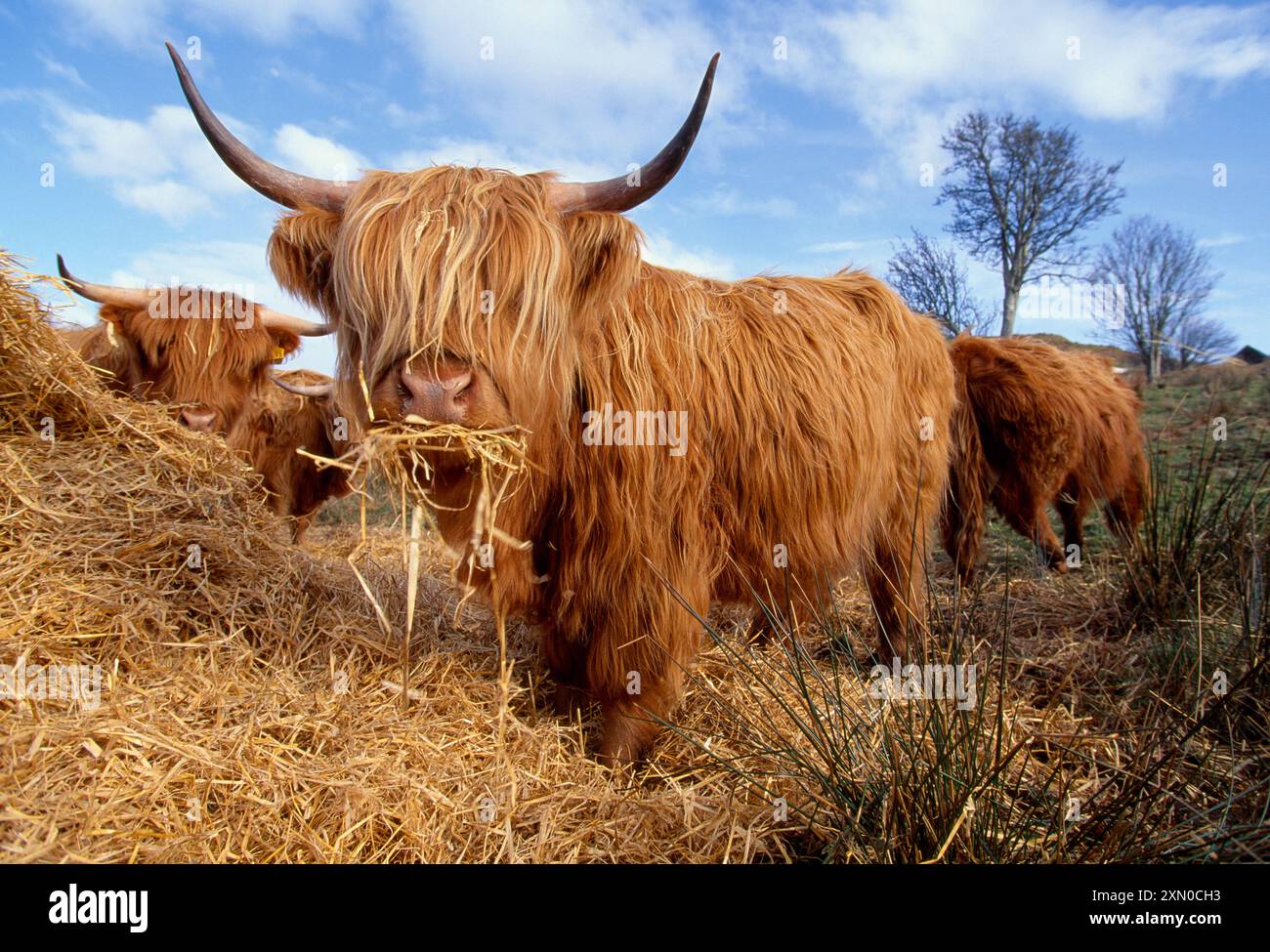 Highland Cow (Bos taurus) Kuh / weibliche Fütterung auf Stampfbasis von Crofter, Loch Don, Isle of Mull, Innere Hebriden, Schottland, Mai 1996 Stockfoto