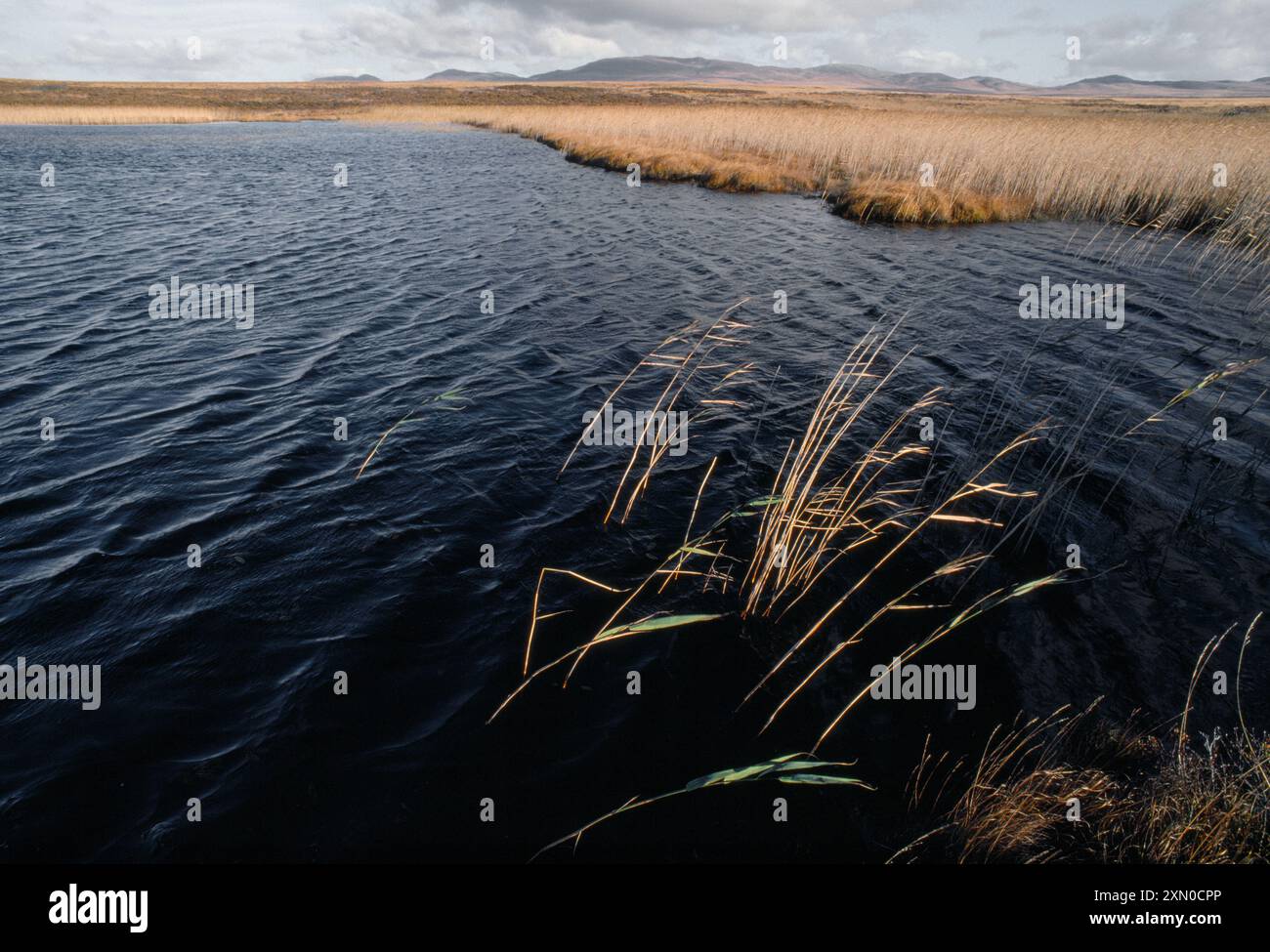 Islay, Duich Moss Feuchtgebiet, National Nature Reserve, Argyll und Bute, Hebriden, Schottland, Januar 1988 Stockfoto