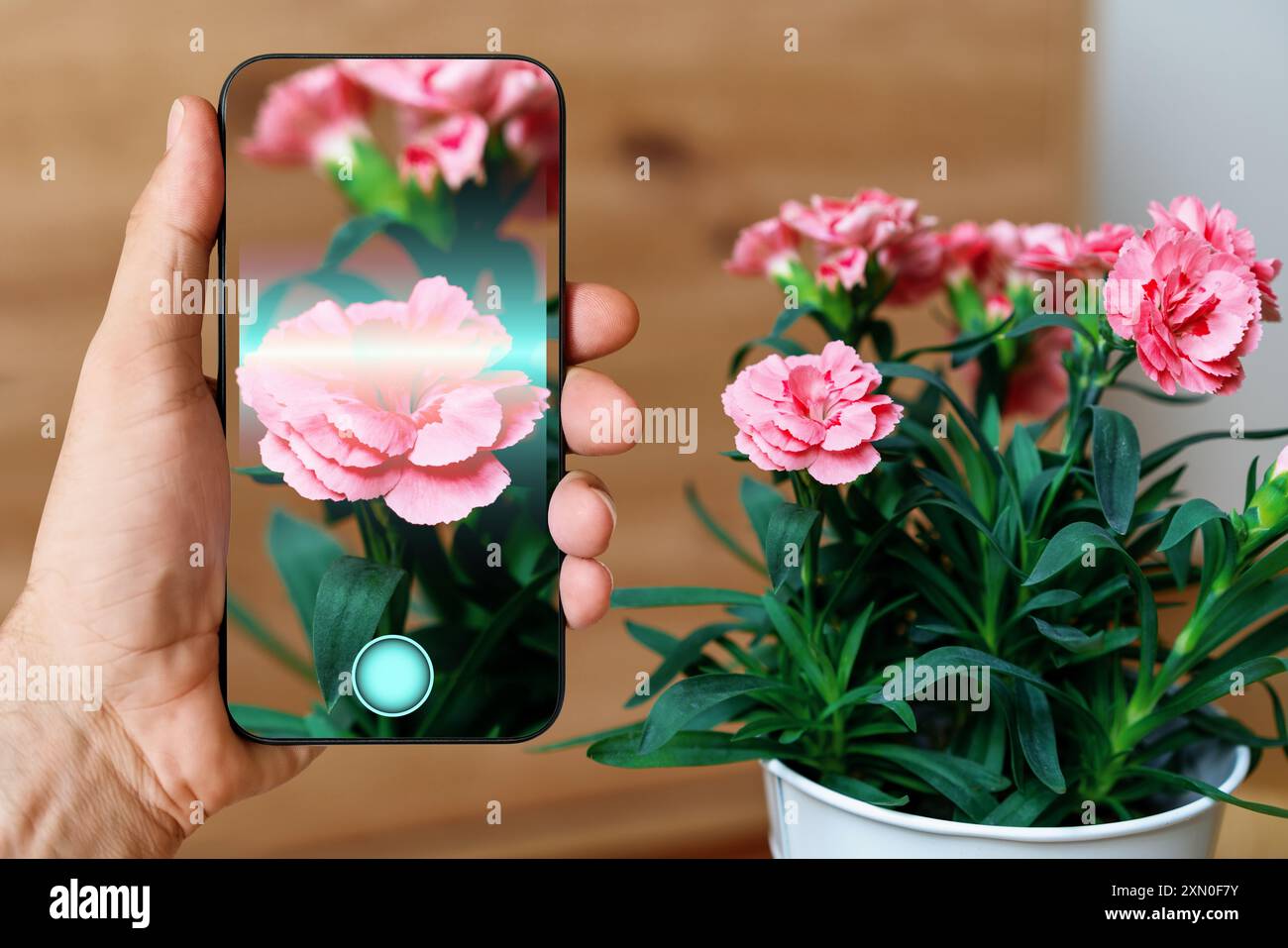 Anlagenidentifizierung über eine mobile App. Nelke rosa Hausblume in einem Topf und Bildschirm des Smartphones mit Scan-Strahl. Stockfoto