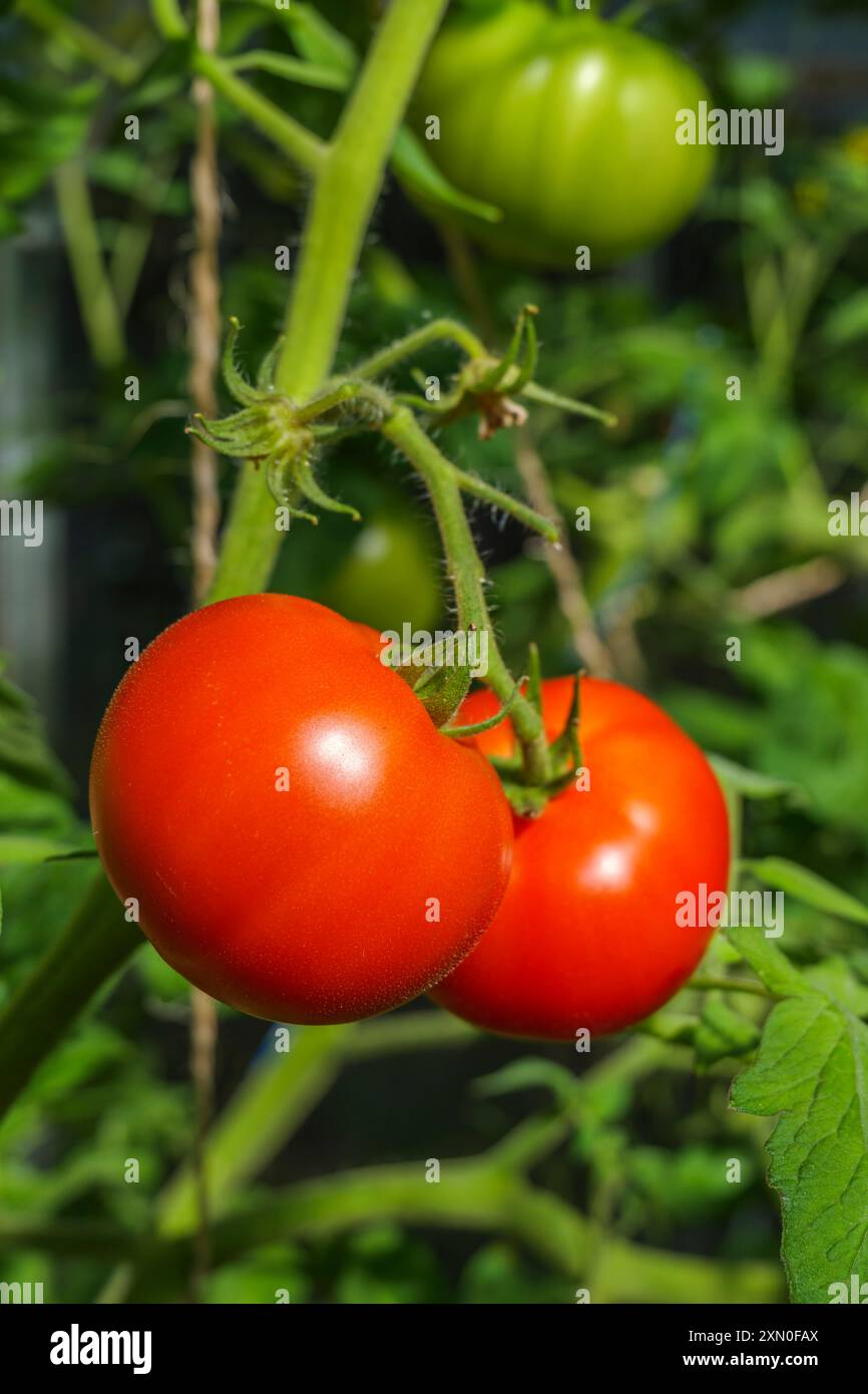 Frischer, reifer roter Tomaten auf der Rebe, bereit für die Ernte Stockfoto