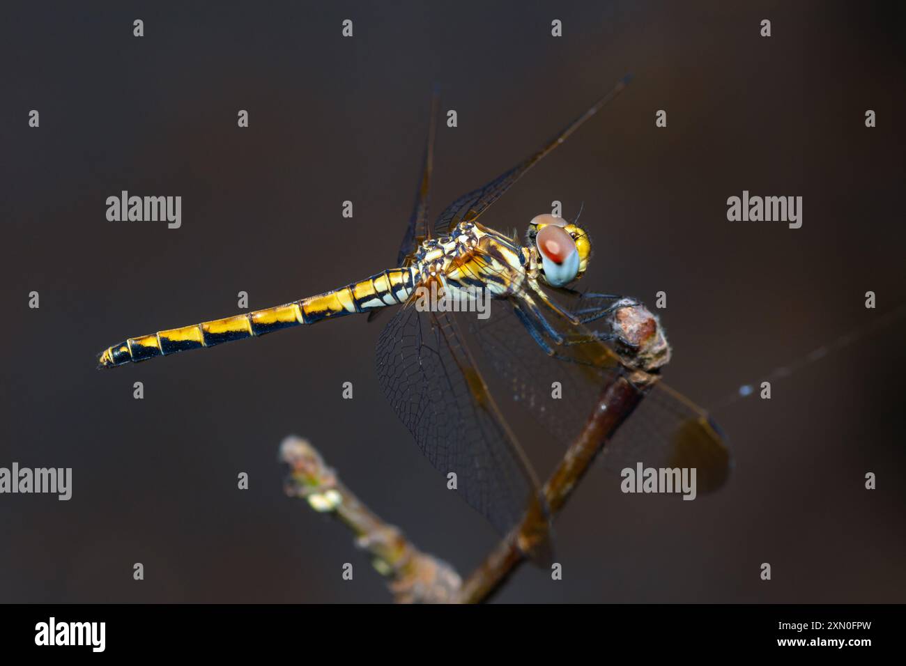 Weibliche Rotgeäderte TropfLibelle auf einem Zweig, Trithemis Arteriosa Stockfoto