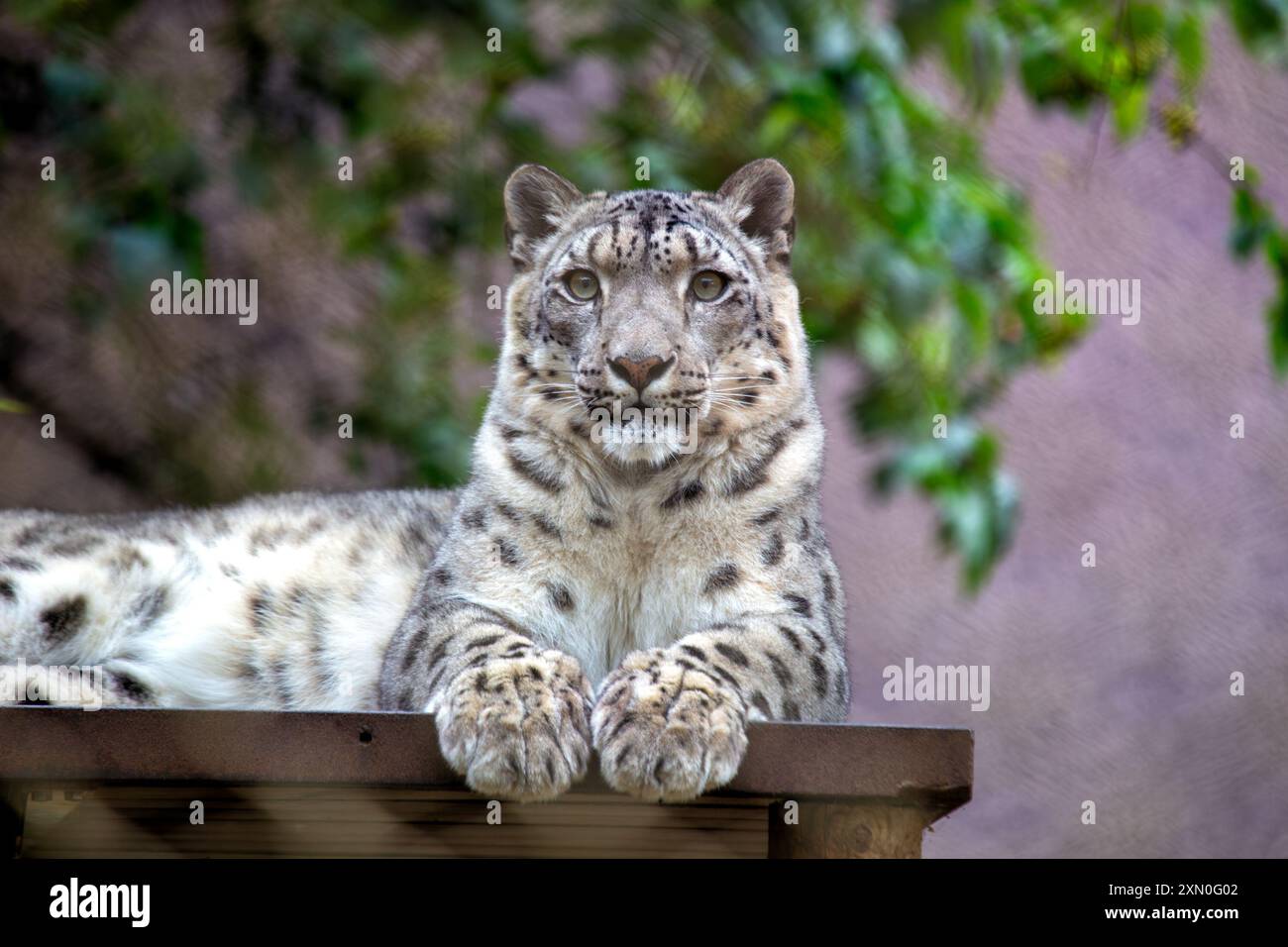 Ein Schneeleopard wurde beobachtet. Mit ihrem dicken Fell und ihrer kräftigen Konstruktion kommt diese schwer fassbare Katze häufig in bergigen Regionen von Zentral- und Süd-ASI vor Stockfoto