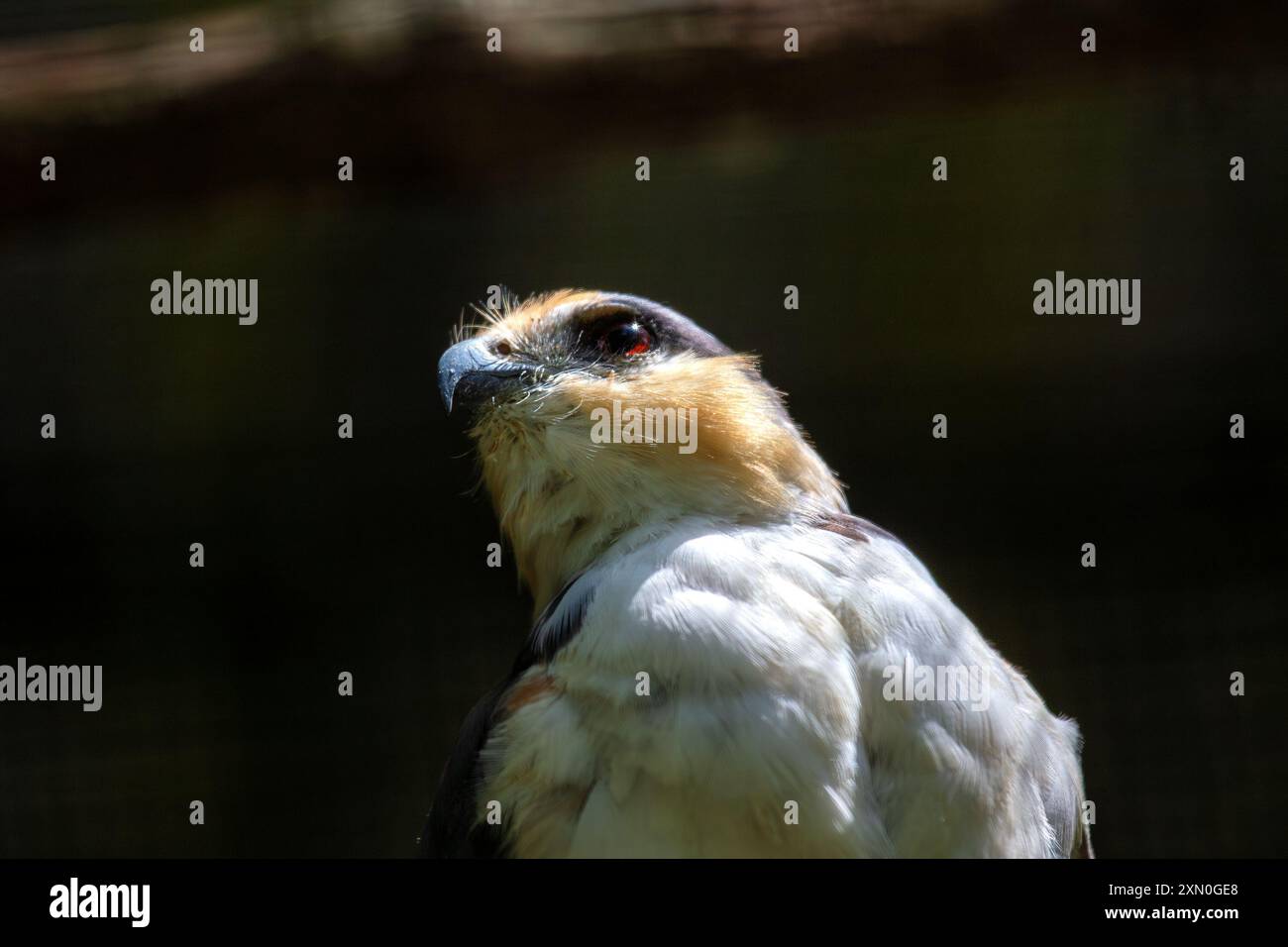 Ein anmutiger Perldrachen wurde entdeckt. Dieser kleine Raptor, bekannt für sein markantes schwarz-weißes Gefieder und seine scharfen Jagdfähigkeiten, wird häufig gefunden Stockfoto