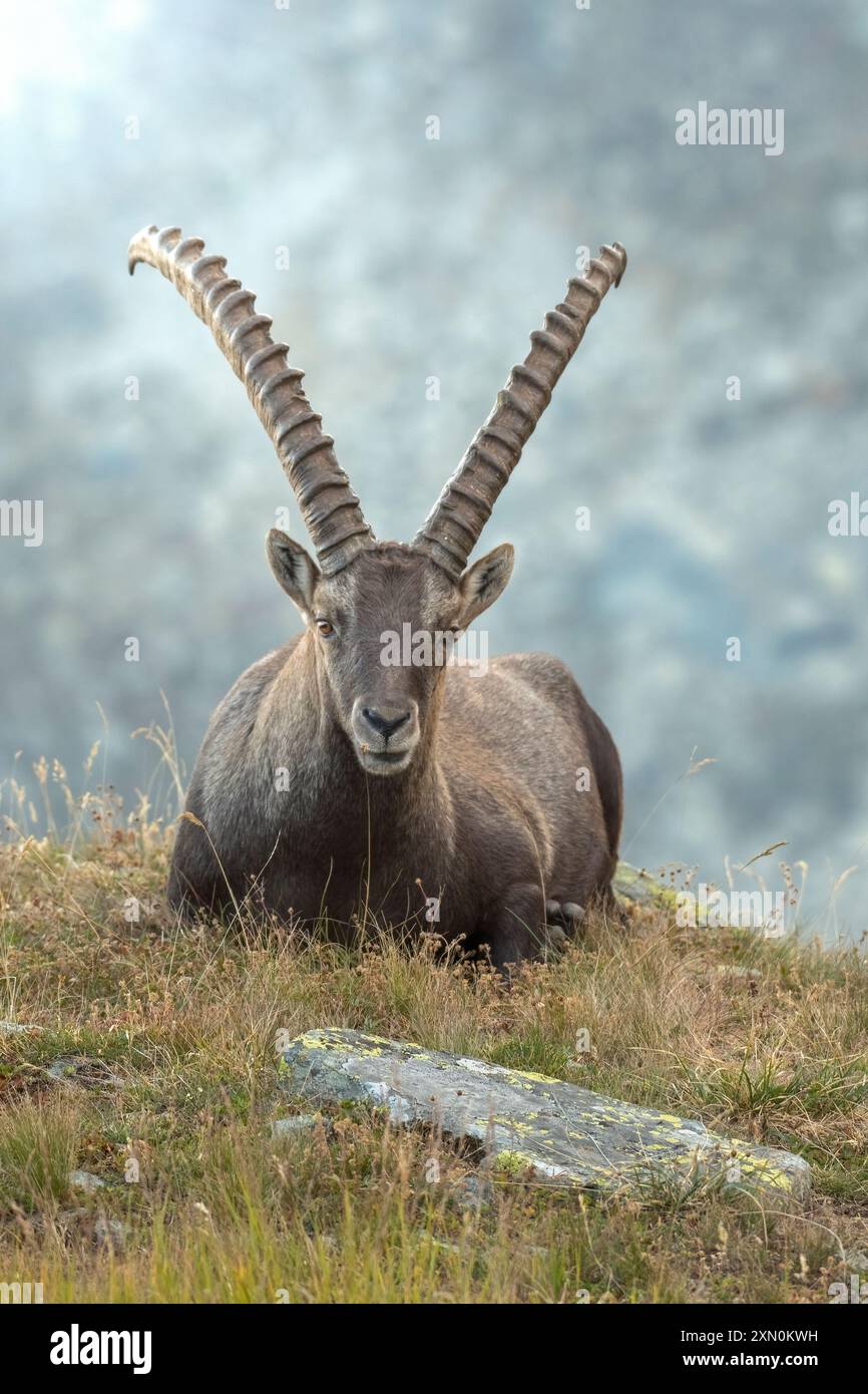 Massiver männlicher Alpensteinbock oder Bergsteinbock (Capra Steinbock) mit riesigen Hörnern, die in einer alpinen Lichtung in der Abenddämmerung in den Alpen, Italien, ruhen. Stockfoto