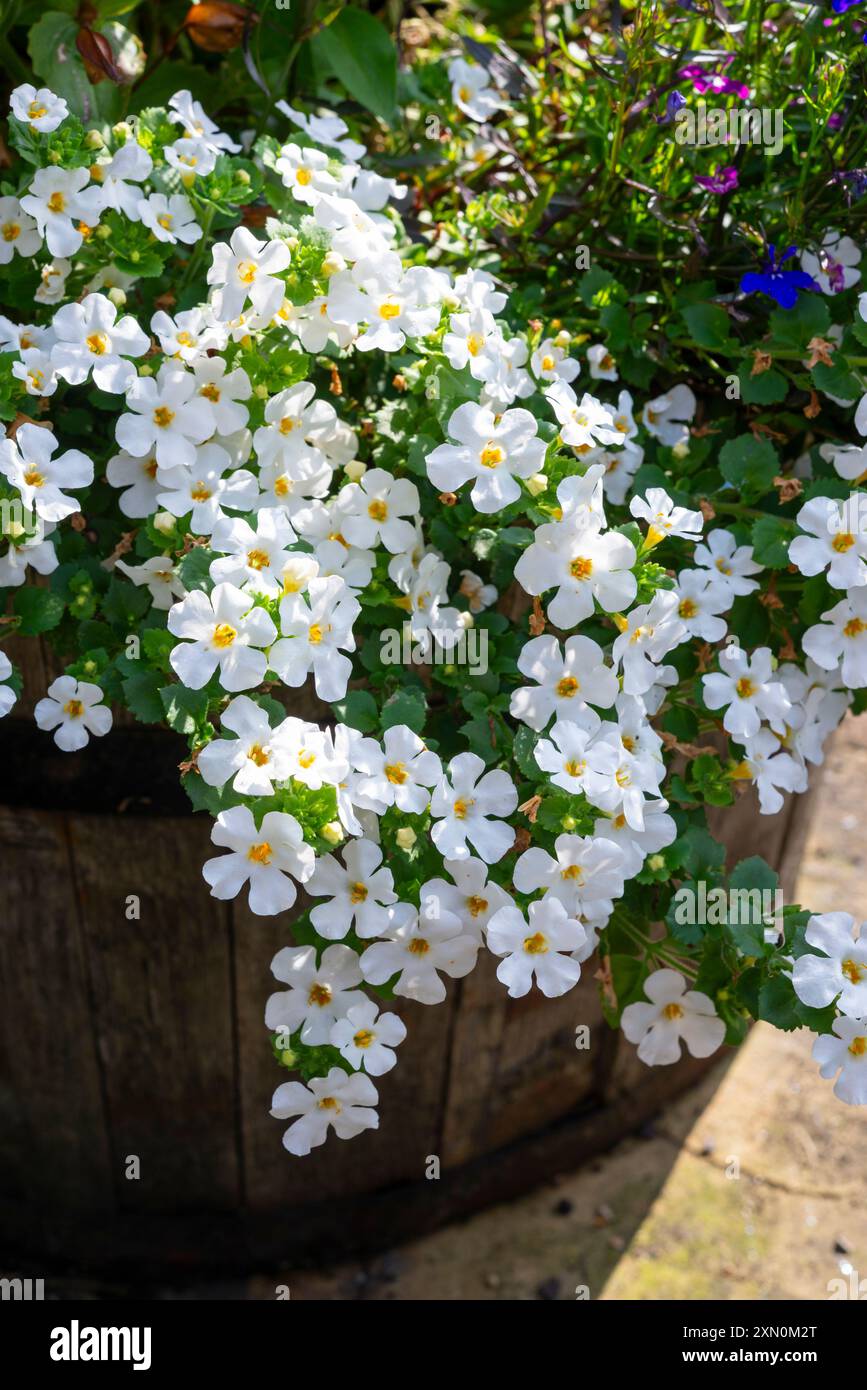 Weiße Nachläufer-Bacopa am Rand eines gepflanzten Fasses im Sommergarten. Stockfoto