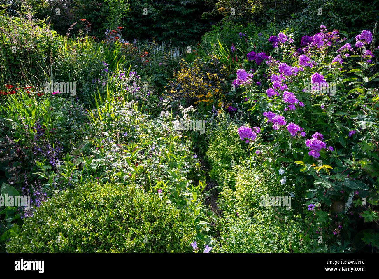 Englischer Landgarten voller Wachstum und blühender Stauden im Hochsommer. Stockfoto
