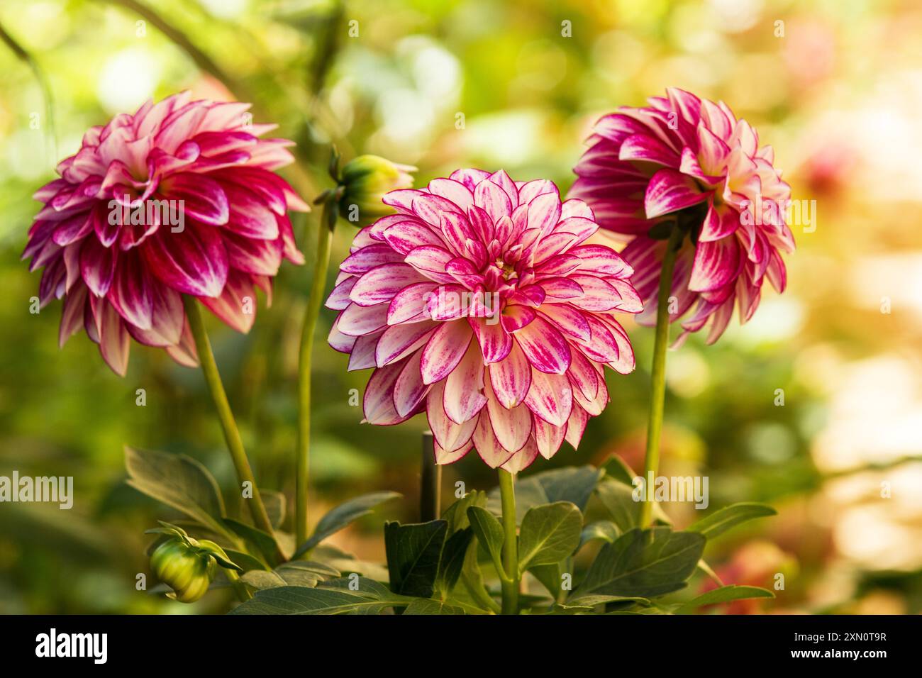 Dahlia Purple Perlplant in Blume im Garten Stockfoto