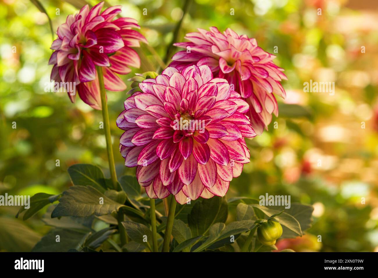 Dahlia Purple Perlplant in Blume im Garten Stockfoto
