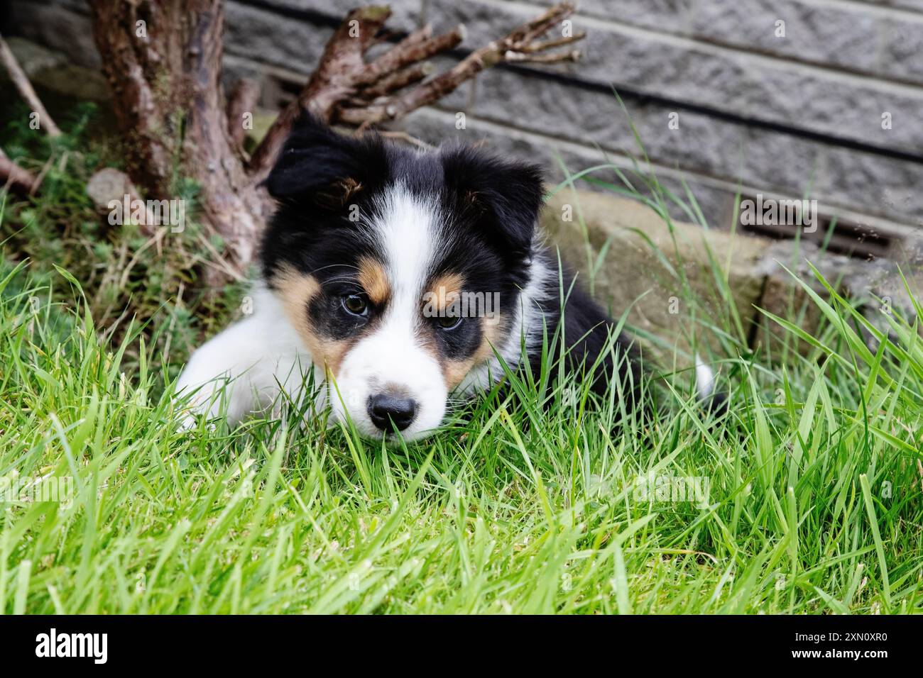 Junge 8 Wochen alte süße Border Collie Welpe mit schönen Gesichtsmarkierungen in einer Aussparung in einem Garten Stockfoto