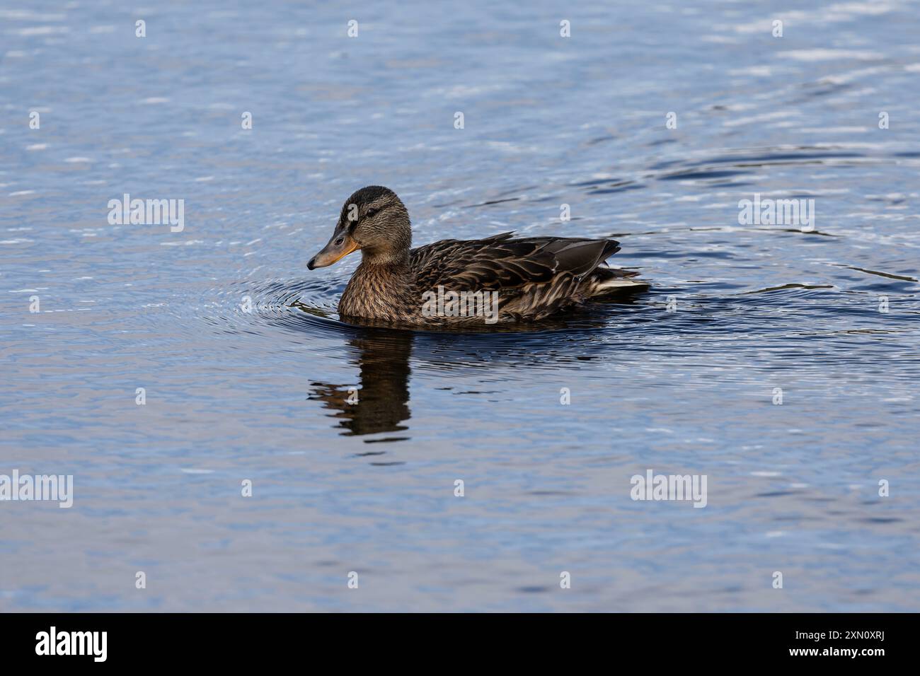 Einsame Stockenten-Ente Anas platyrhynchos im Profil auf einem ruhigen See mit einer Reflexion im Wasser und sanften Wachen, während sie sich durch das Wasser bewegt Stockfoto