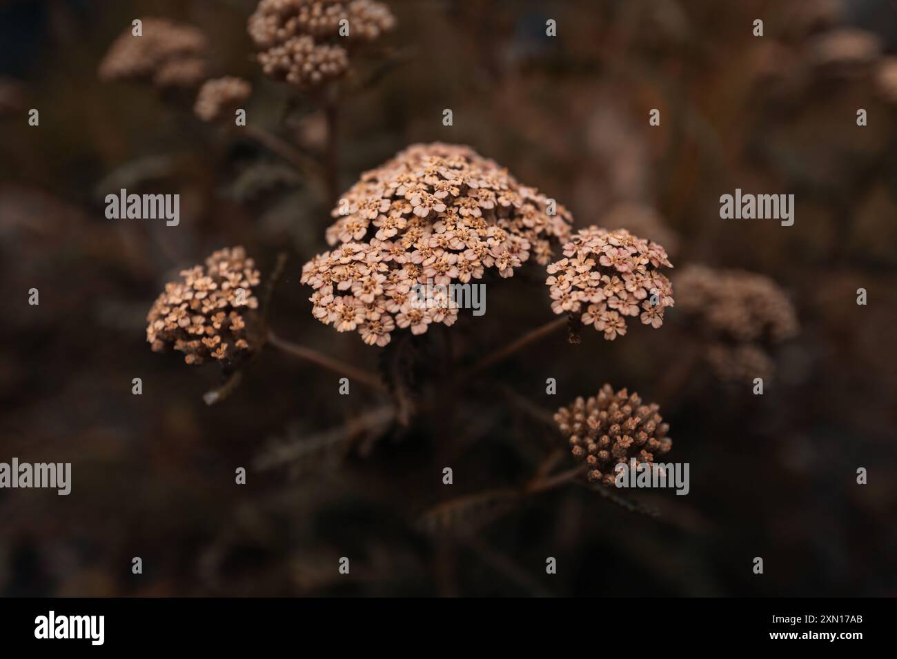 Herbstliche trockene beige Blumen Pflanzen wachsen in der Natur, rustikaler Hintergrund für saisonale Poster oder Kalender Design Stockfoto