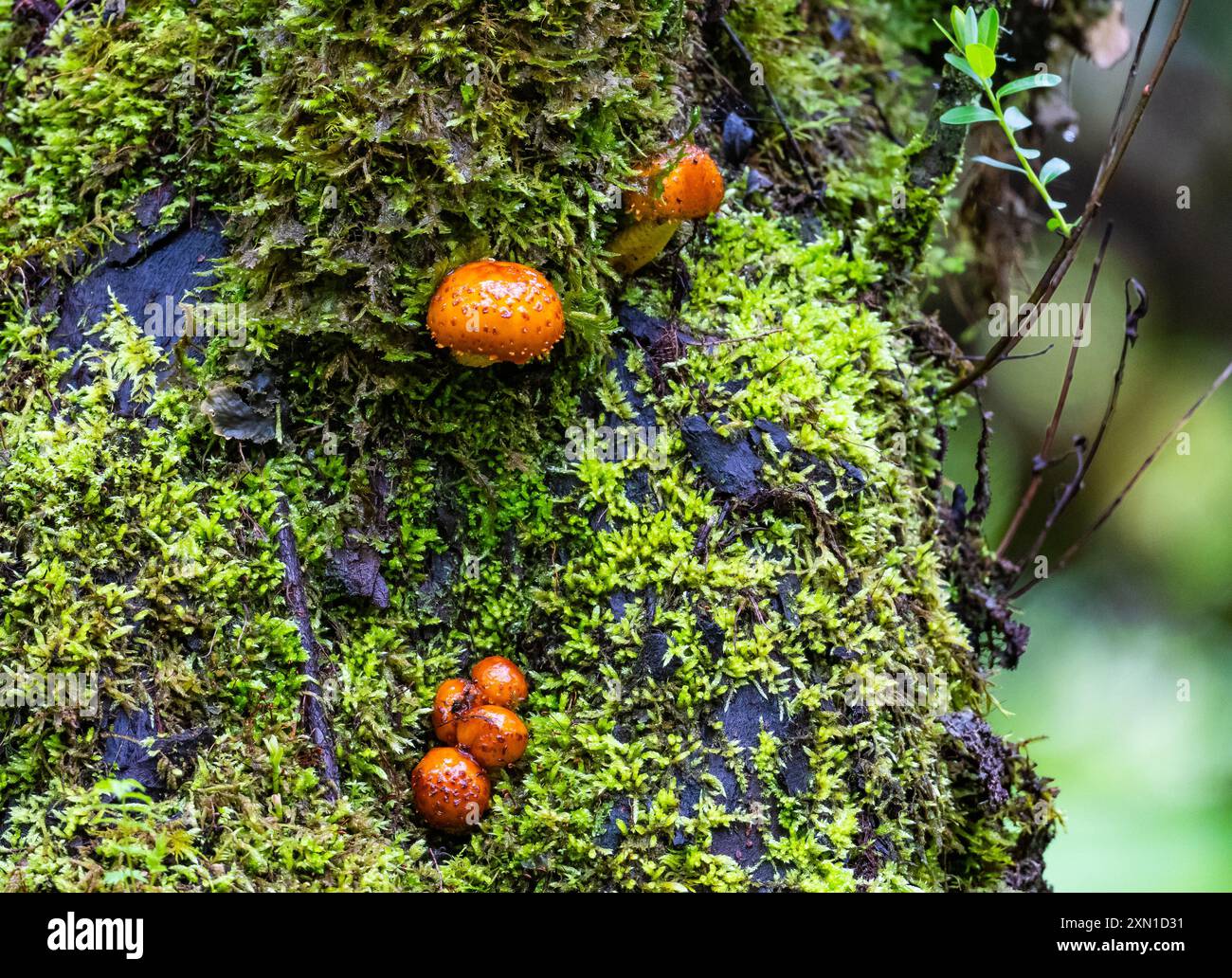 Helle Pilze wachsen auf moosbedeckten Baumstämmen. Sichuan, China. Stockfoto