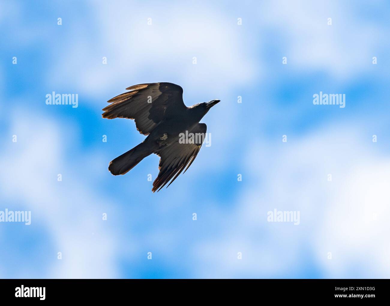 Eine Großschnabelkrähe (Corvus macrorhynchos), die über den blauen Himmel fliegt. Sichuan, China. Stockfoto