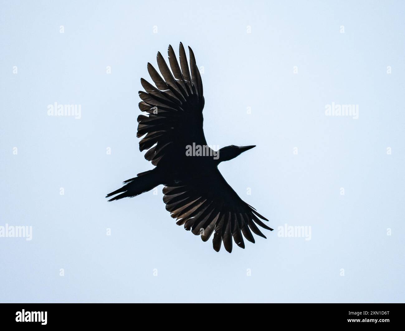 Ein Schwarzspecht (Dryocopus martius) fliegt rüber. Sichuan, China. Stockfoto