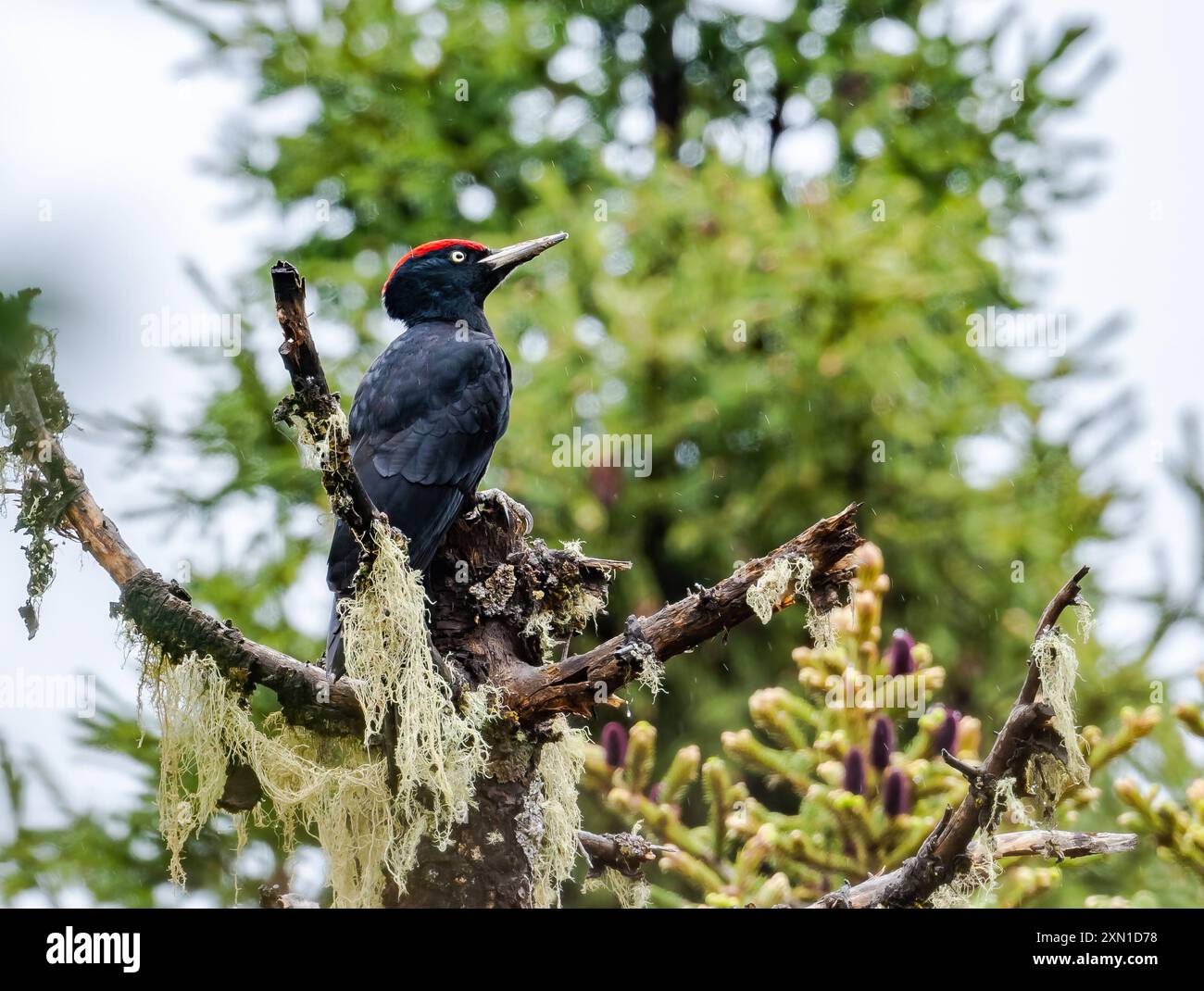 Ein männlicher Schwarzspecht (Dryocopus martius), der auf einem Baum thront. Sichuan, China. Stockfoto