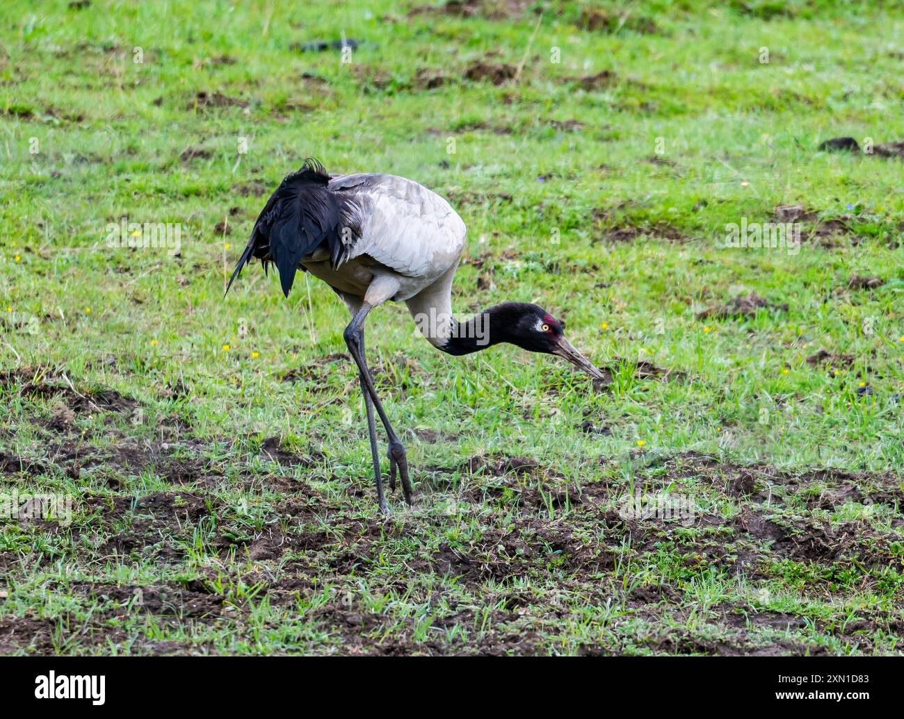 Ein wilder Schwarzhalskrane (Grus nigricollis), der auf freiem Feld auf der Suche ist. Sichuan, China. Stockfoto