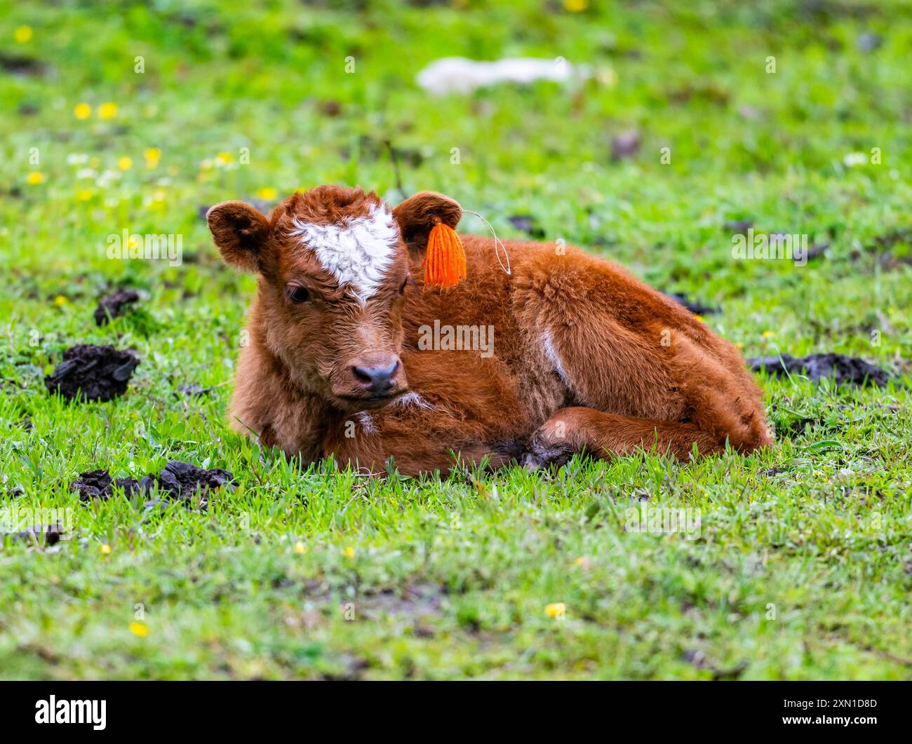 Eine braune Kuh, die auf grünem Gras sitzt. Sichuan, China. Stockfoto