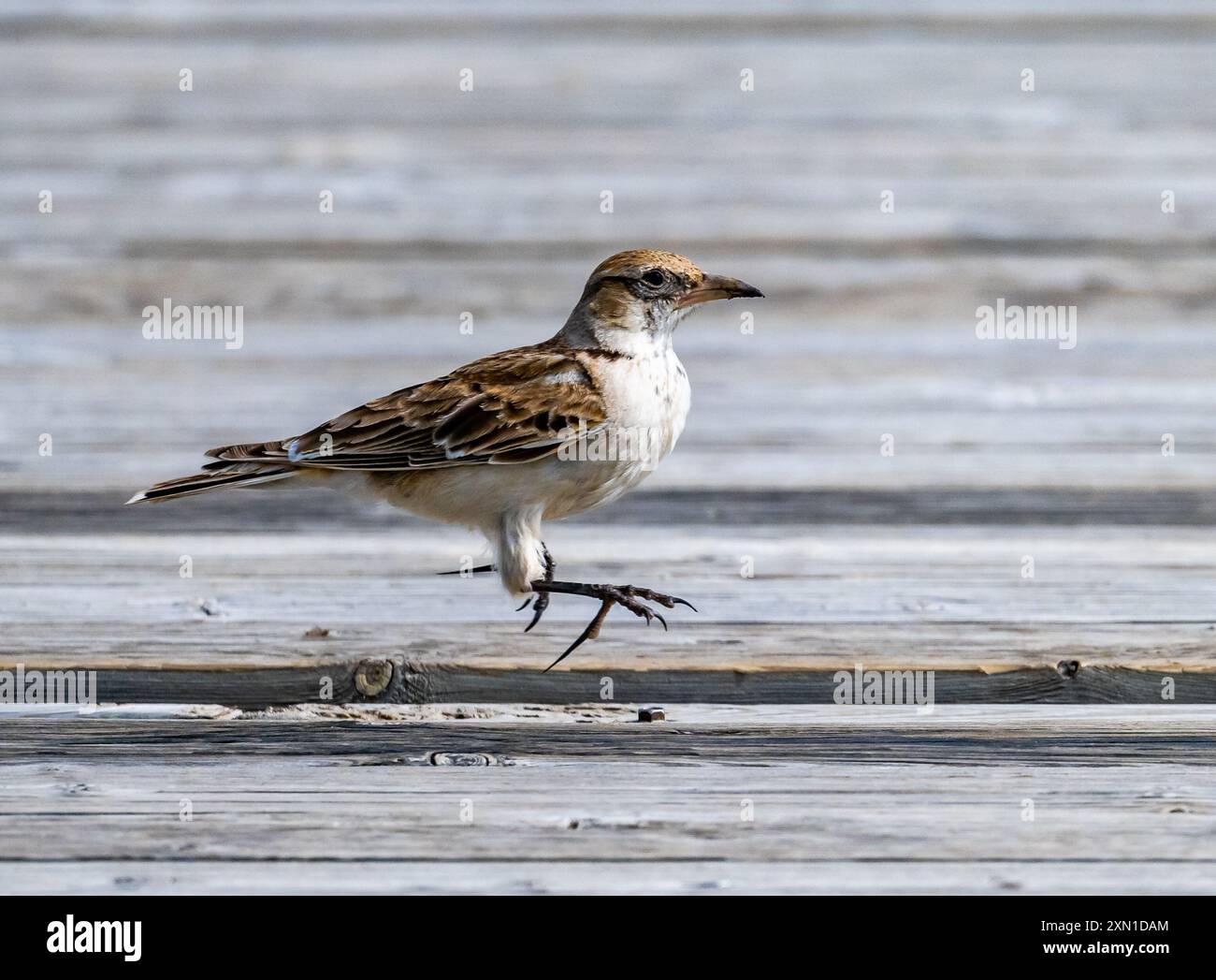 Ein tibetischer Lark (Melanocorypha maxima) mit superlangen Krallen. Sichuan, China. Stockfoto