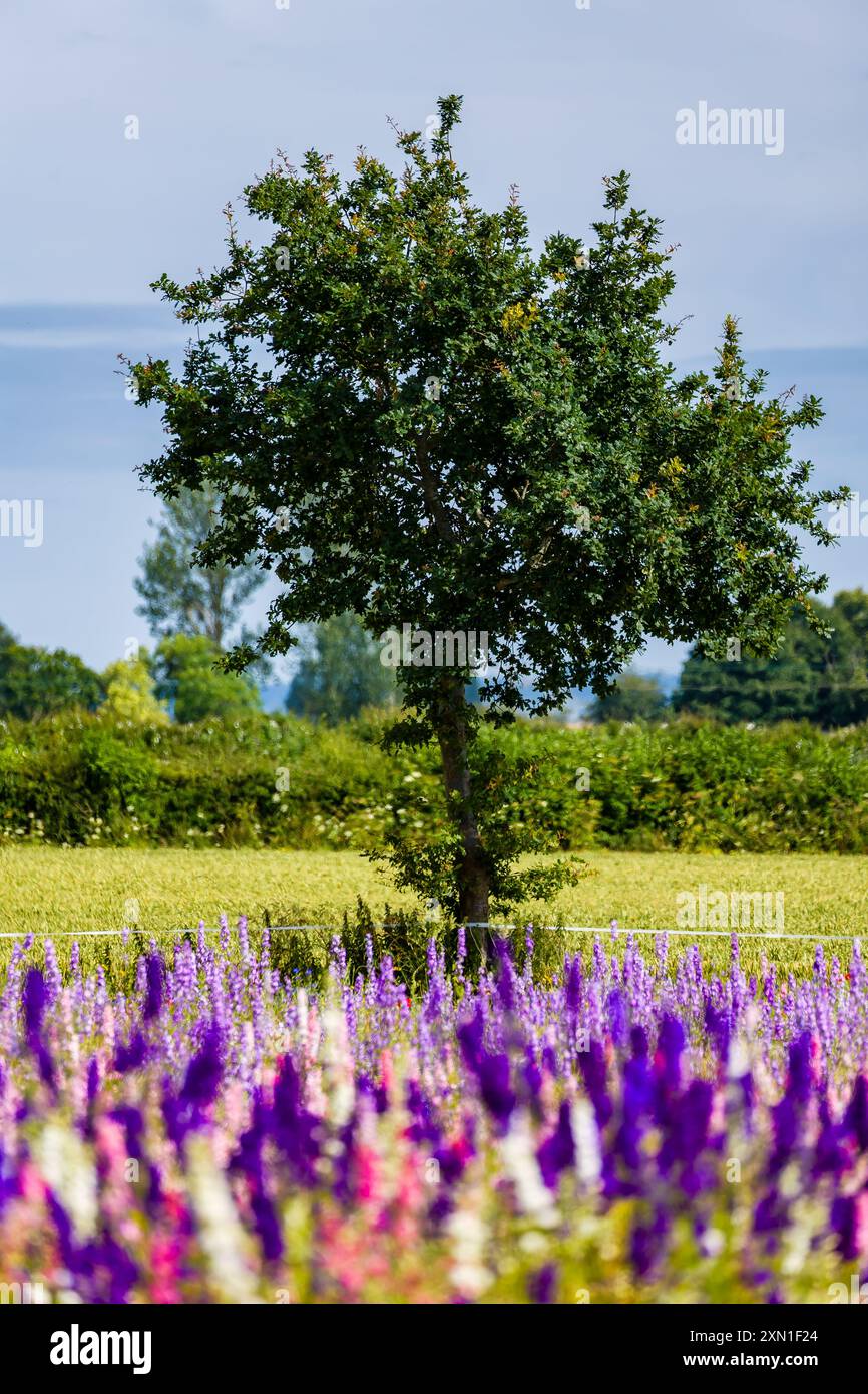 Rosafarbene und lila Konfetti-Blüten auf einem Feld an einem warmen, sonnigen Sommertag Stockfoto