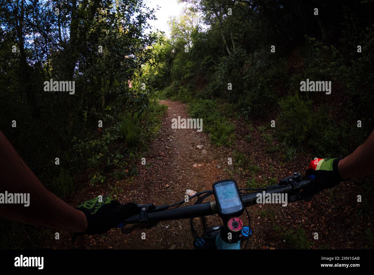 Fahren Sie mit einem Mountainbike-Radfahrer aus der Perspektive auf einem einspurigen Waldrennen zwischen den Wäldern Stockfoto